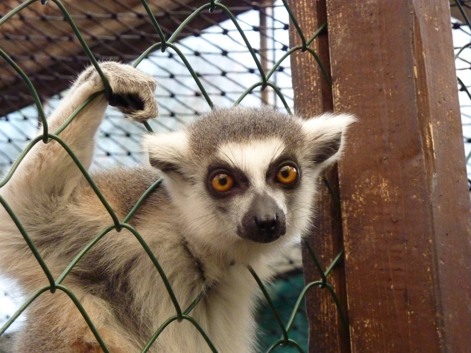 Ring-tailed lemur