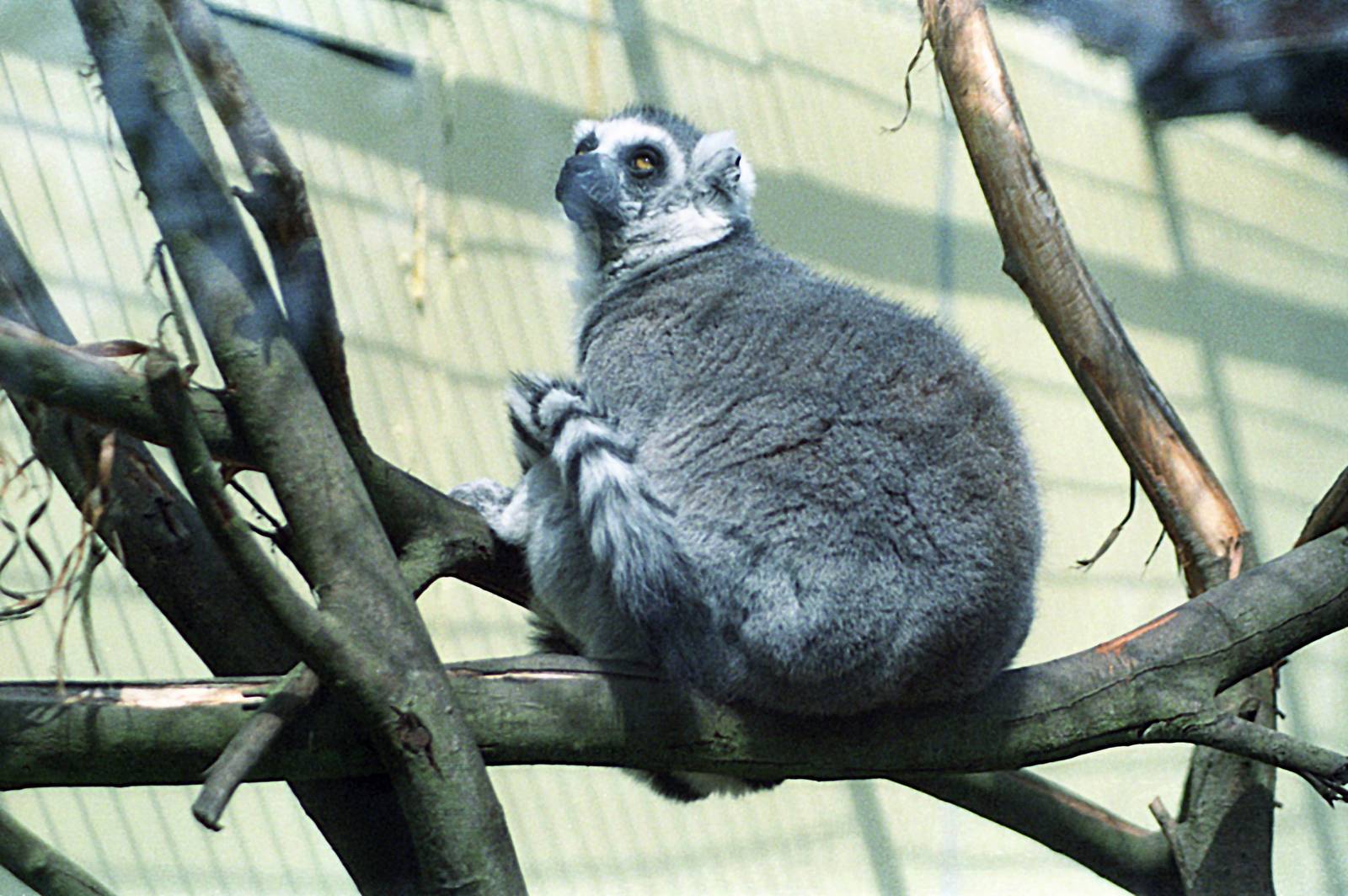 Ring-tailed lemur