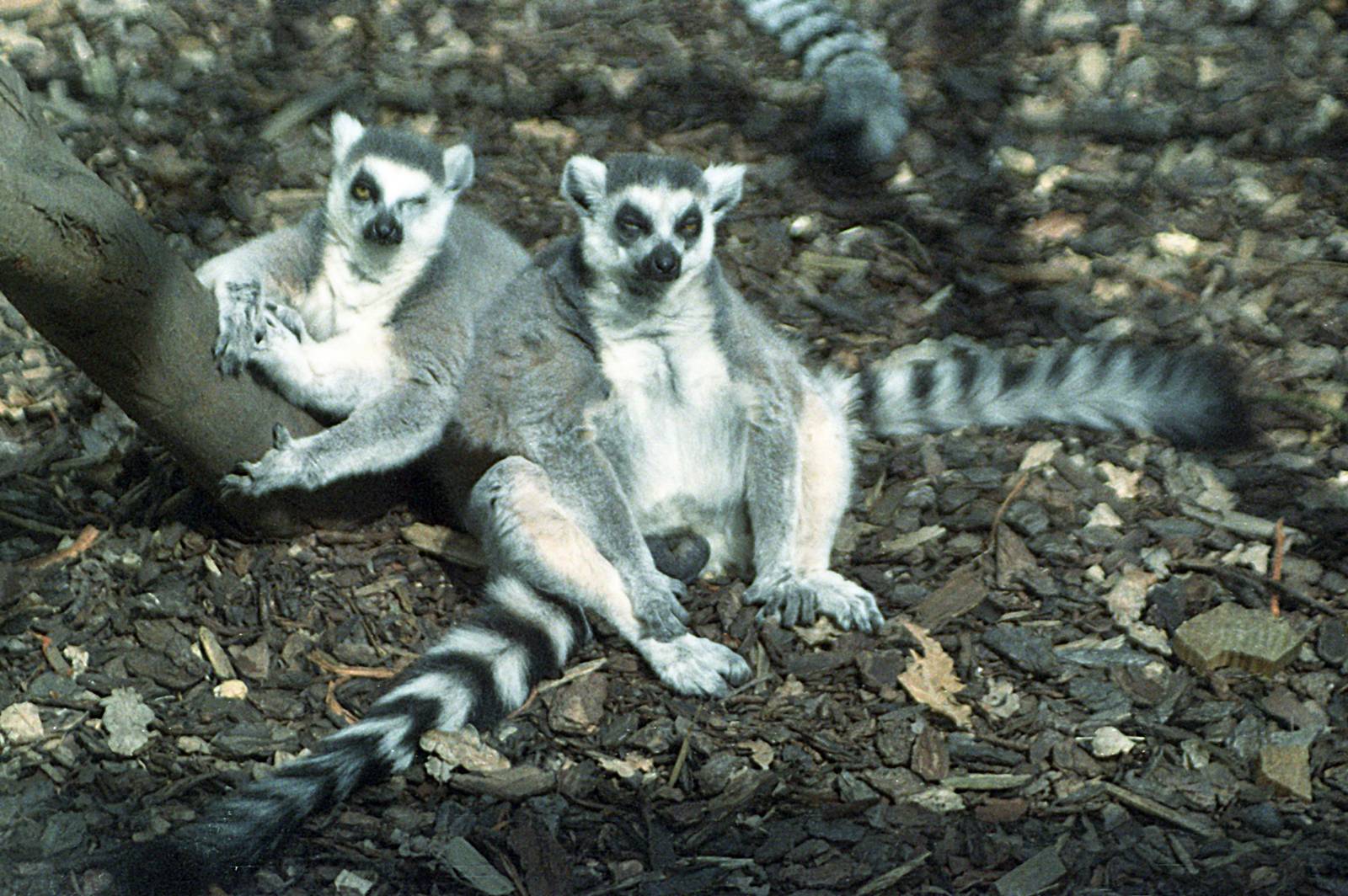 Ring-tailed lemur