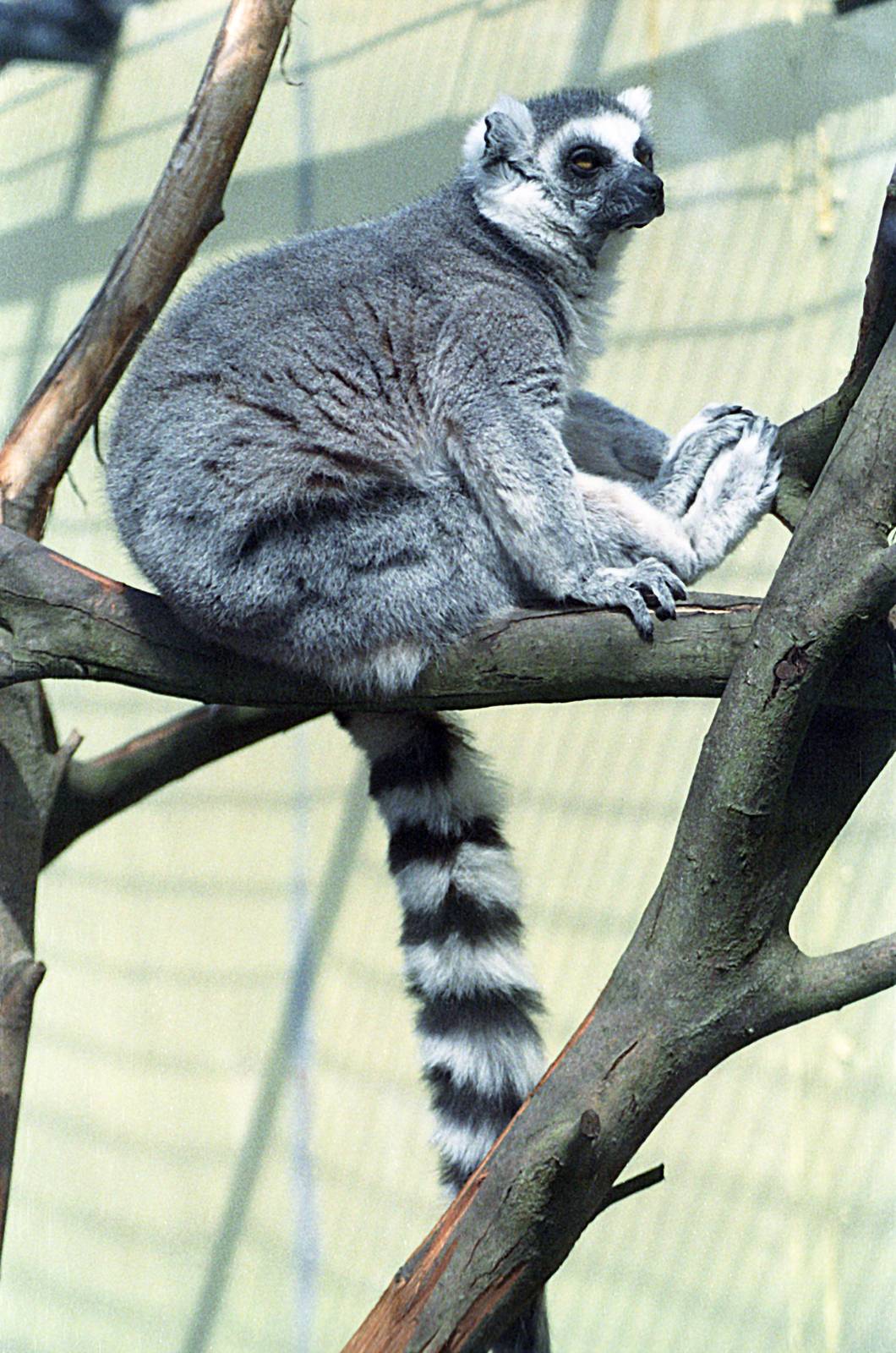 Ring-tailed lemur