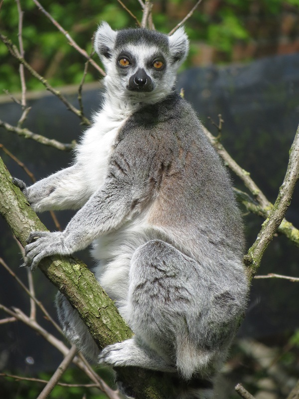 Ring-tailed lemur