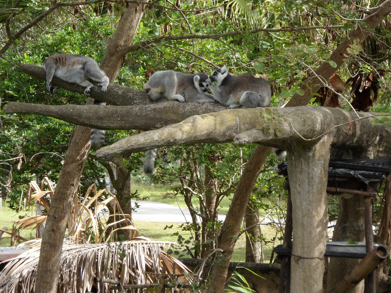 Ring Tailed Lemur