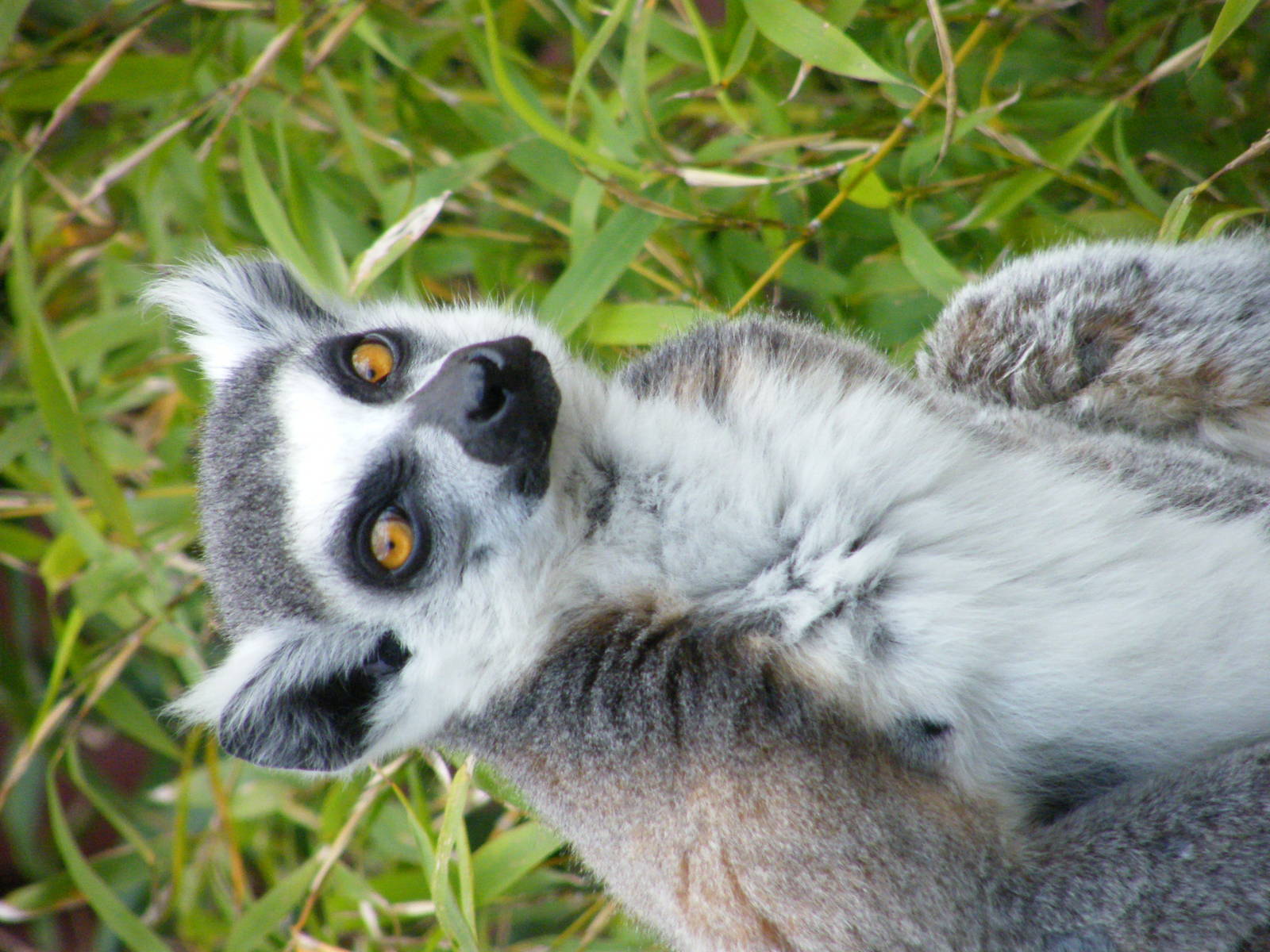 Ring-Tailed Lemur