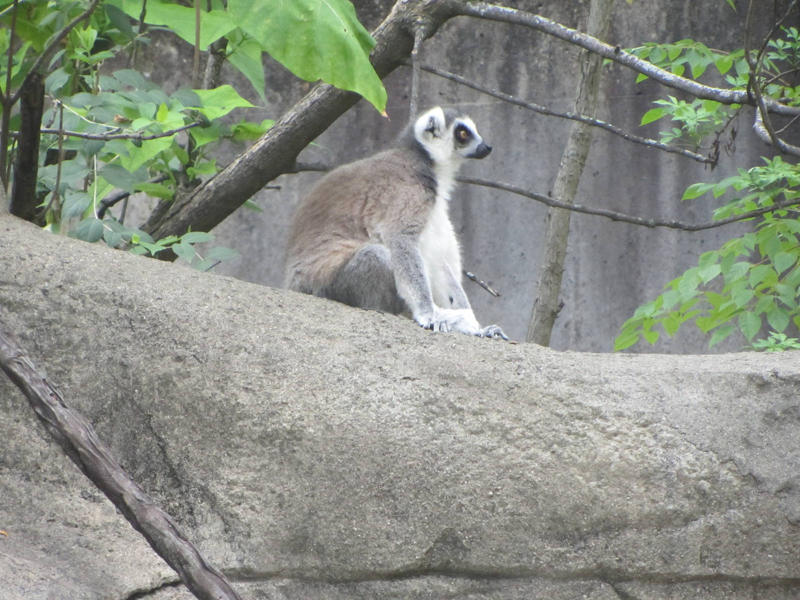Ring-tailed Lemur