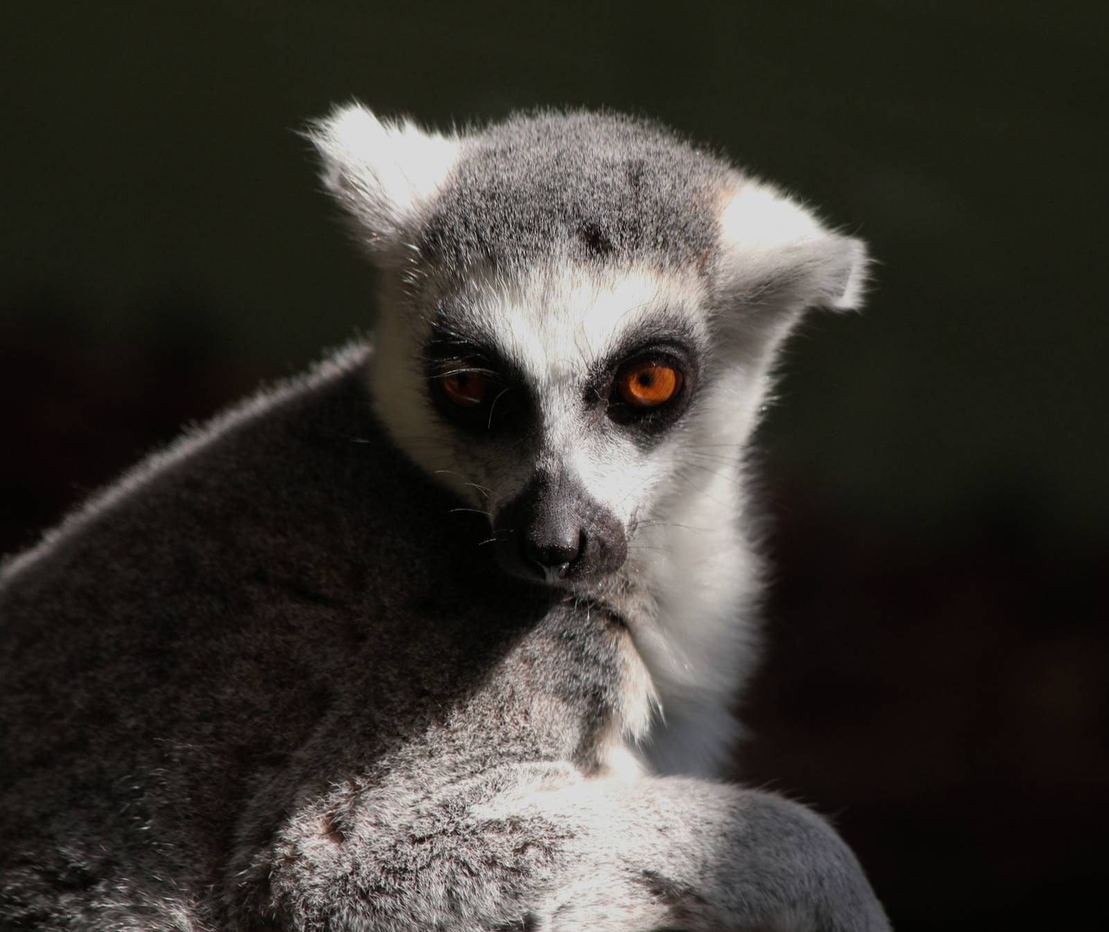Ring Tailed Lemur