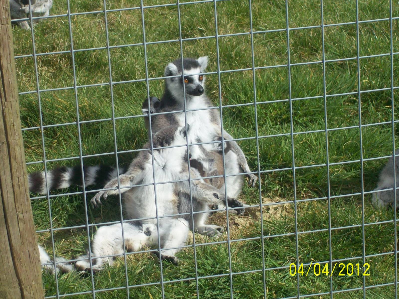 ring tailed lemur