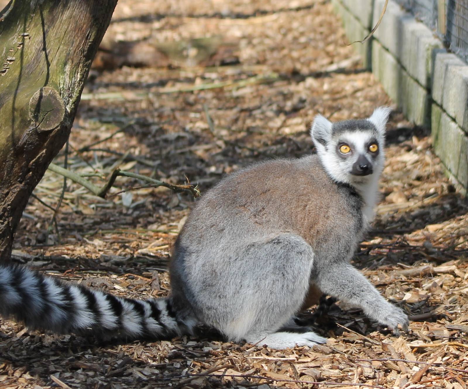 Ring-tailed lemur