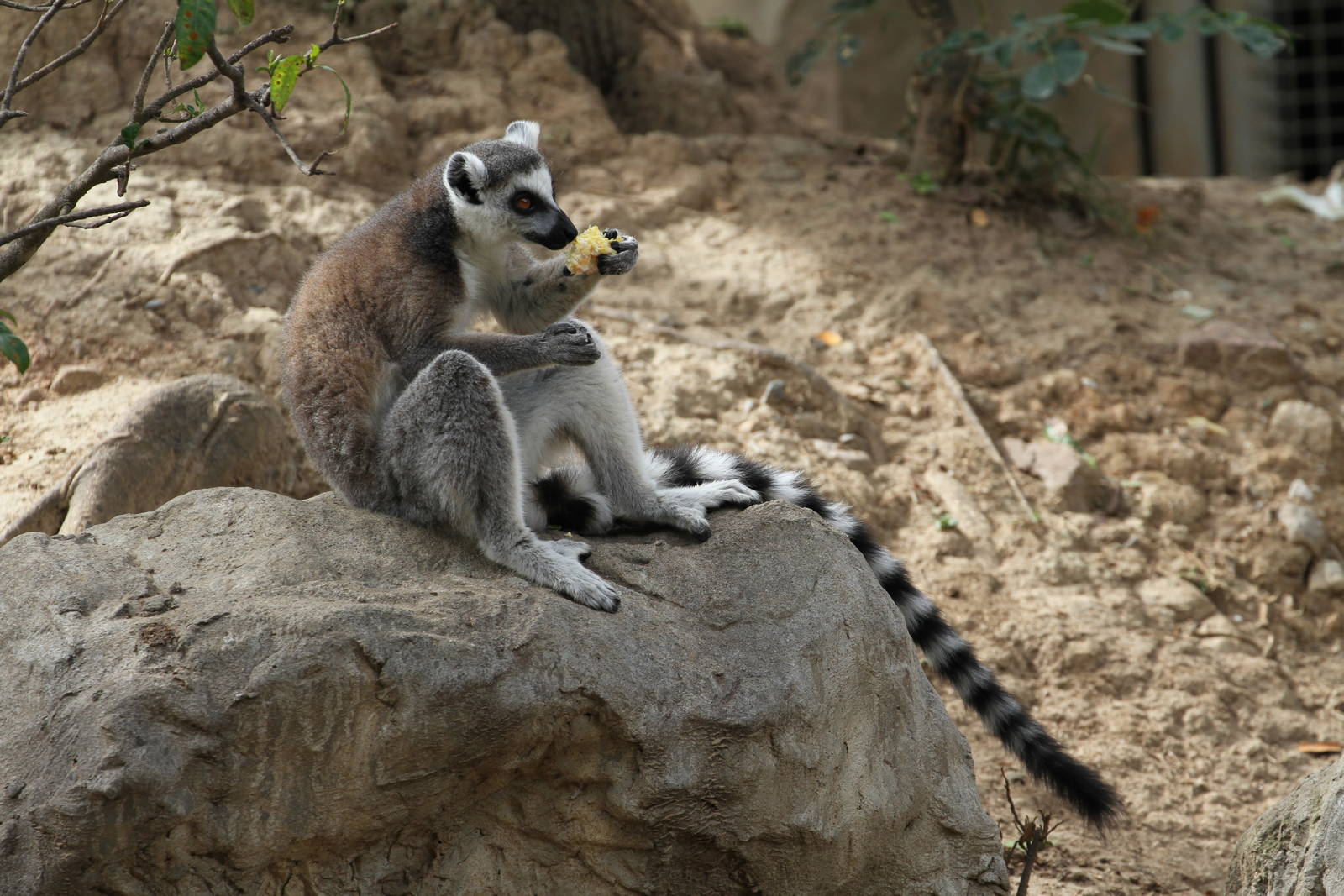 Ring Tailed Lemur
