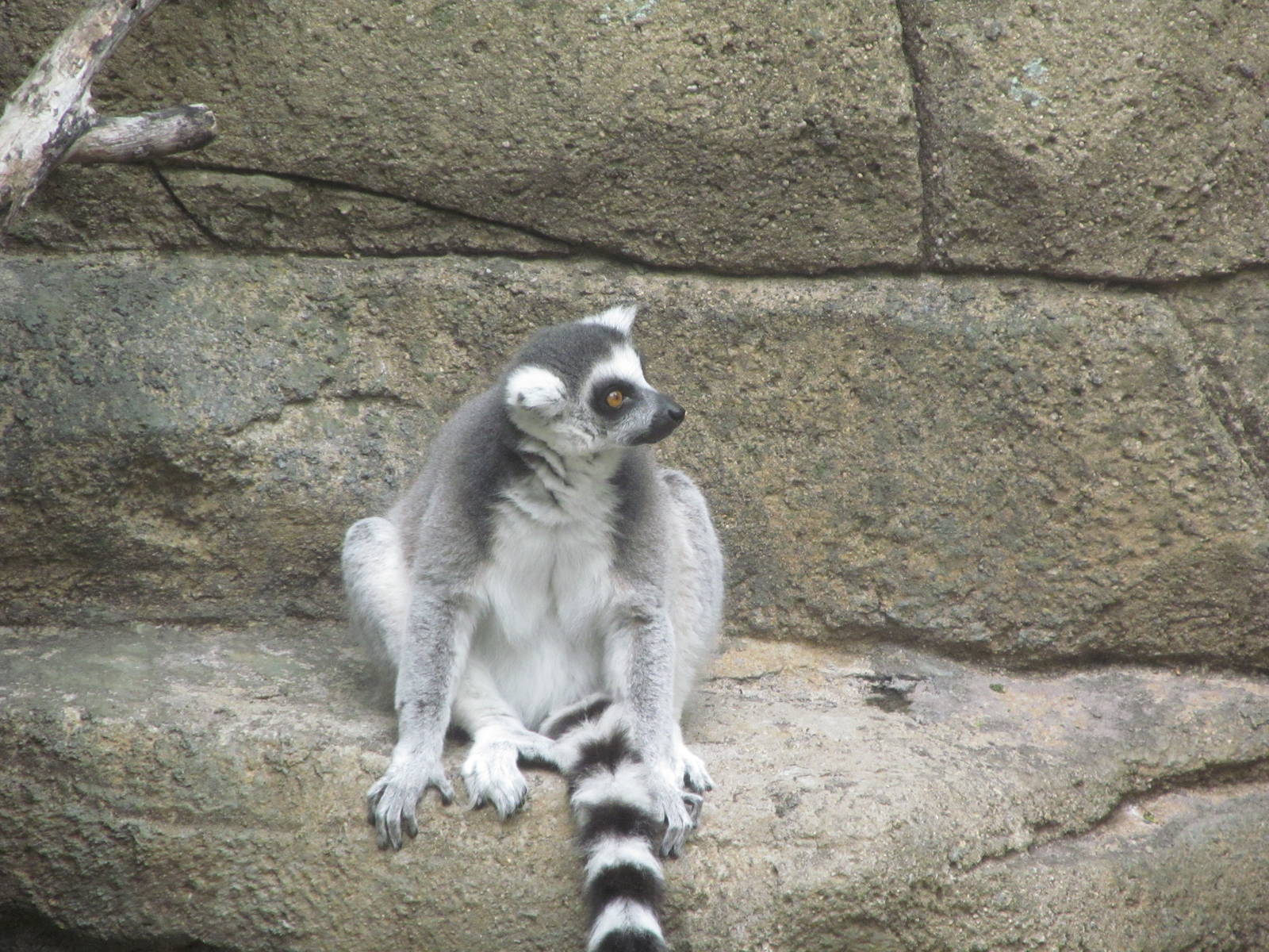 Ring-tailed Lemur
