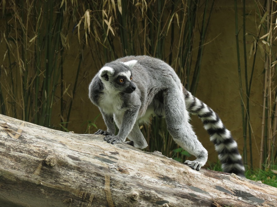 Ring-tailed lemur