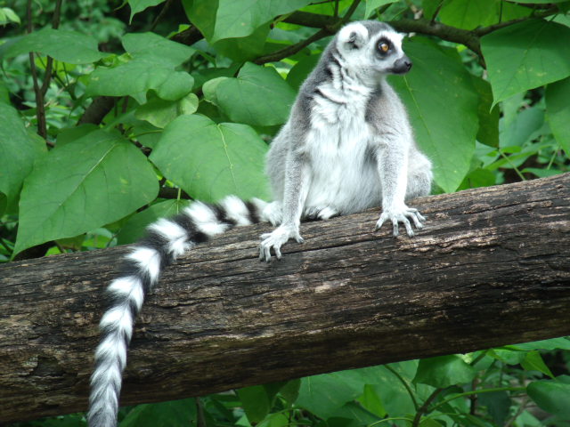 Ring-Tailed Lemur