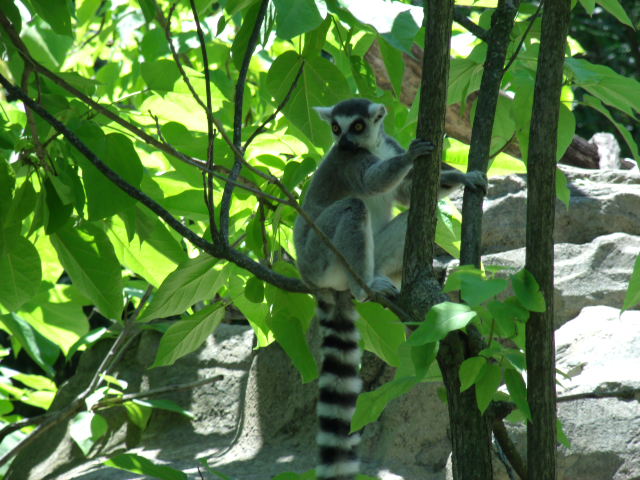 Ring-Tailed Lemur