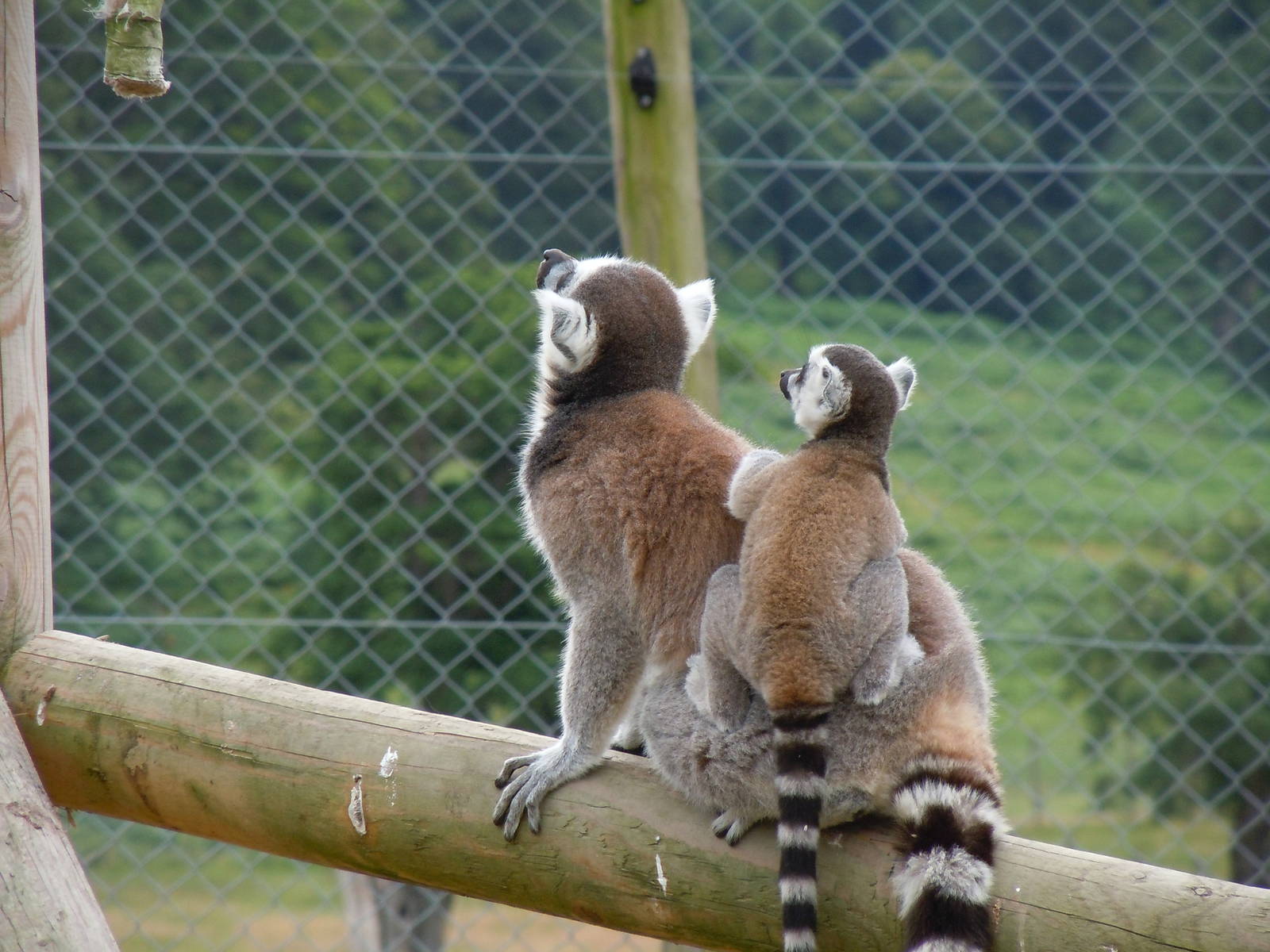 Ring-tailed Lemur