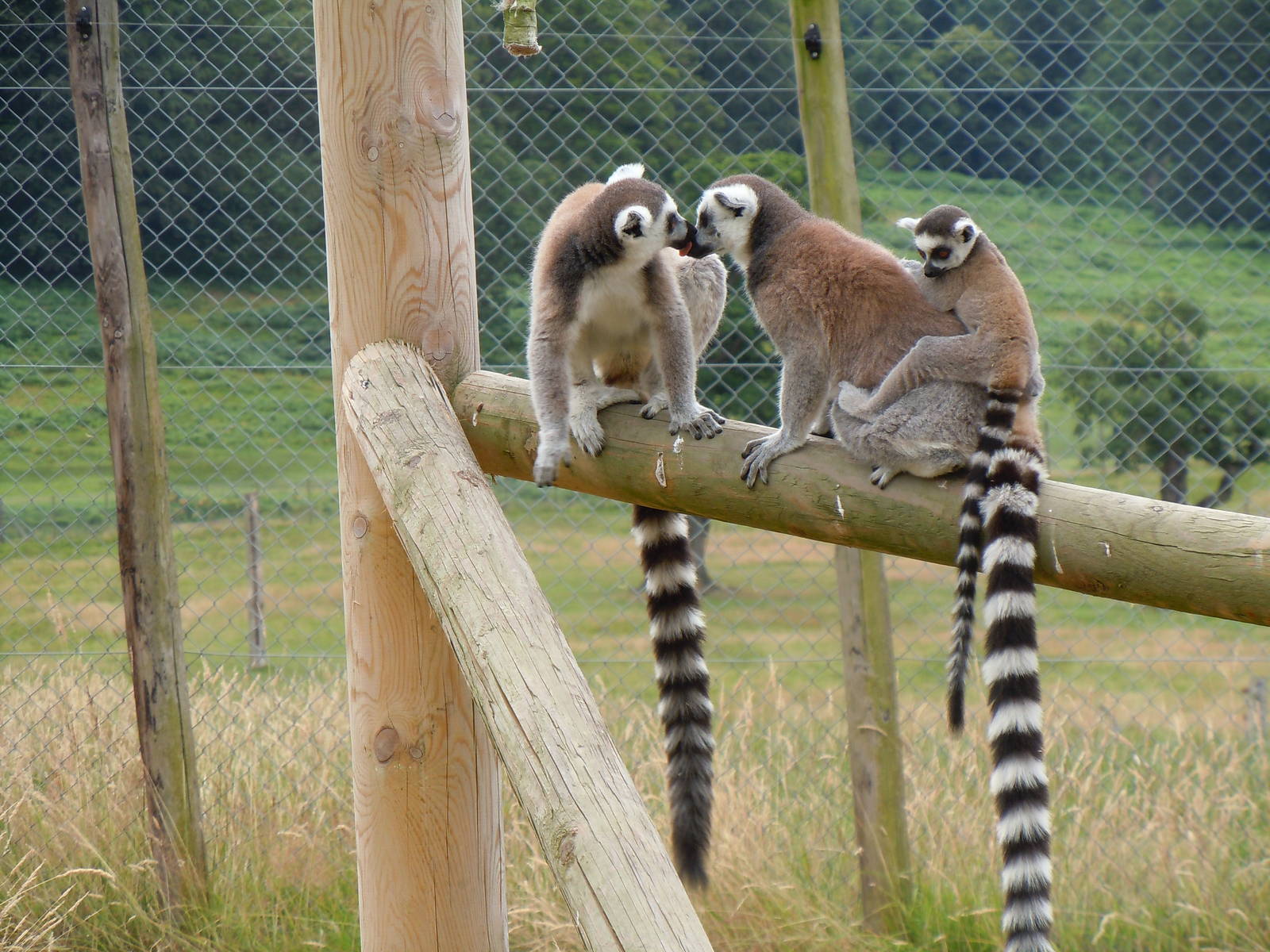 Ring-tailed Lemur