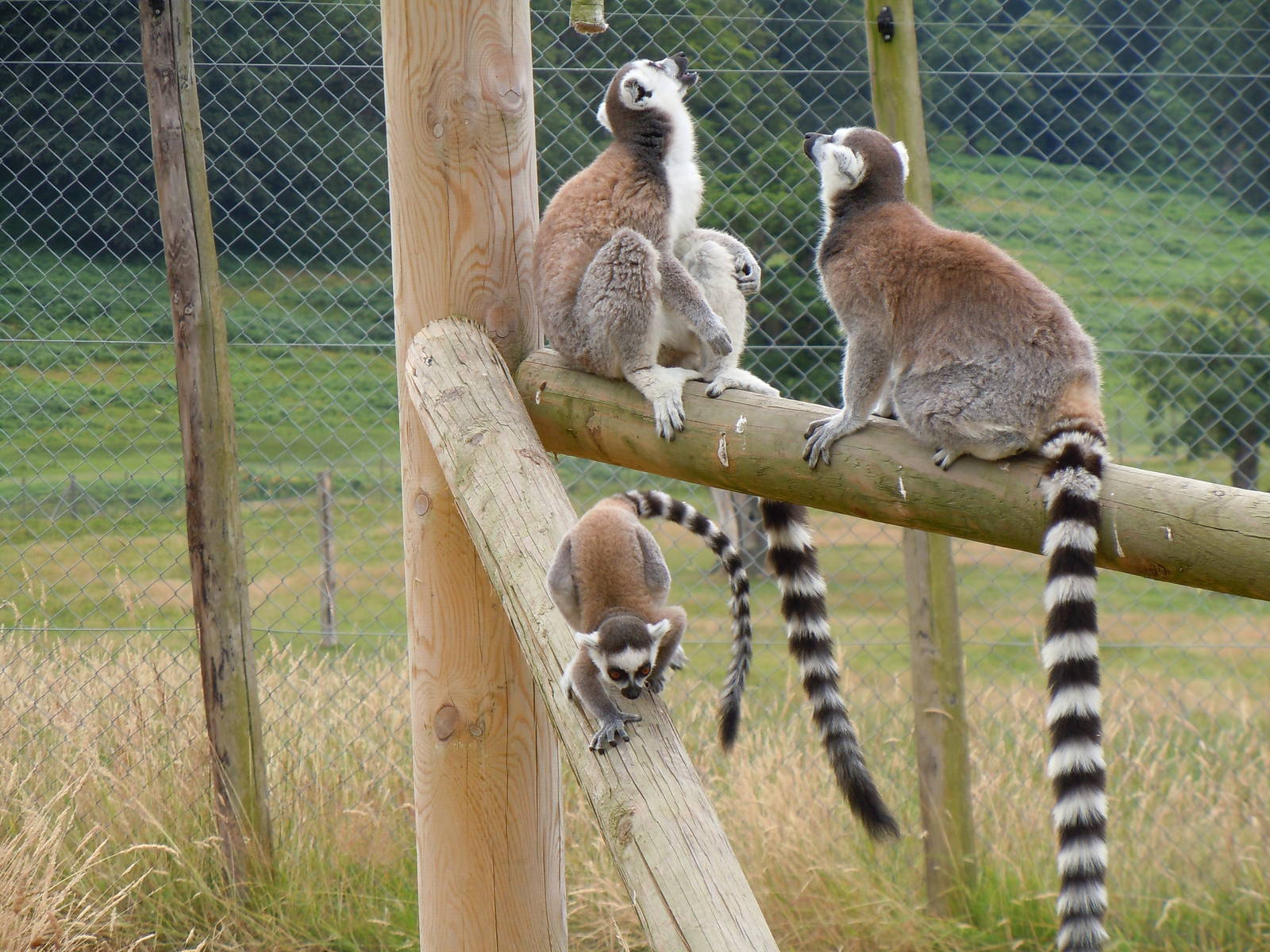 Ring-tailed Lemur