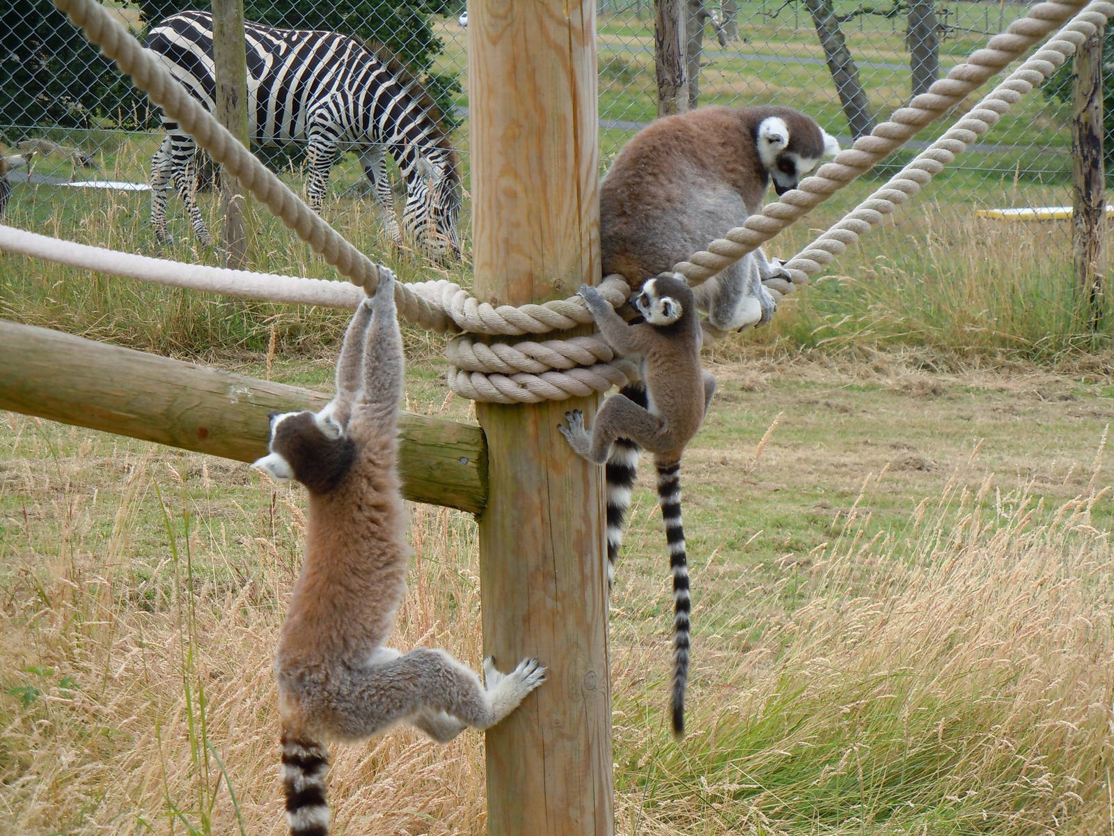 Ring-tailed Lemur