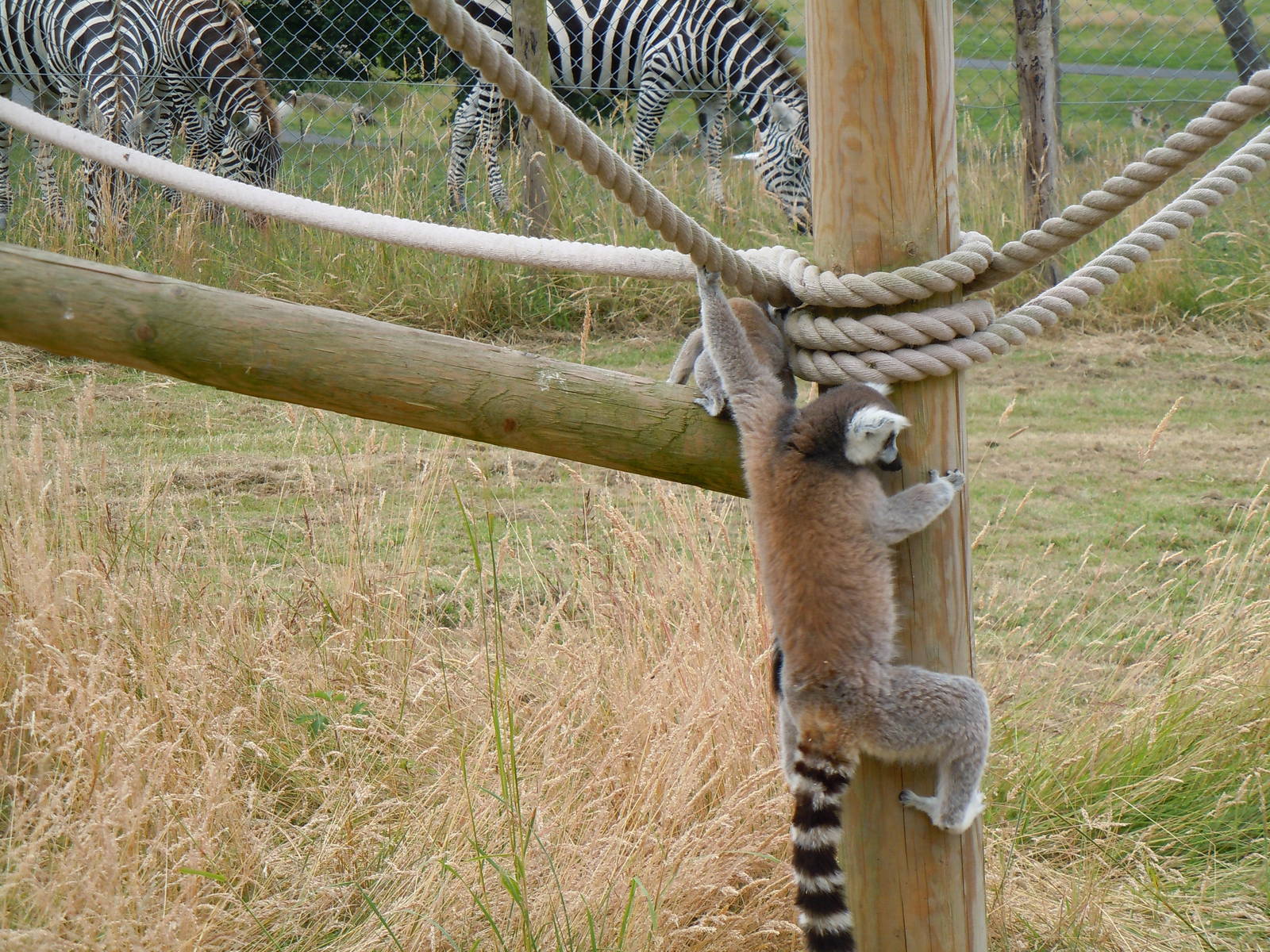 Ring-tailed Lemur