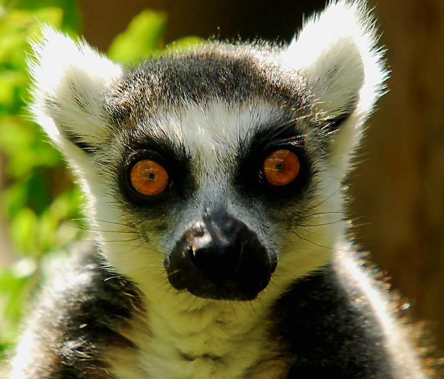 RING TAILED LEMUR