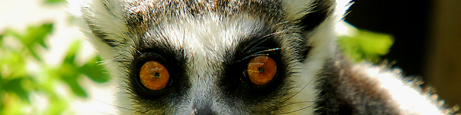RING TAILED LEMUR