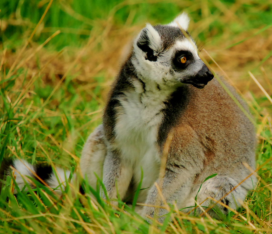 RING TAILED LEMUR
