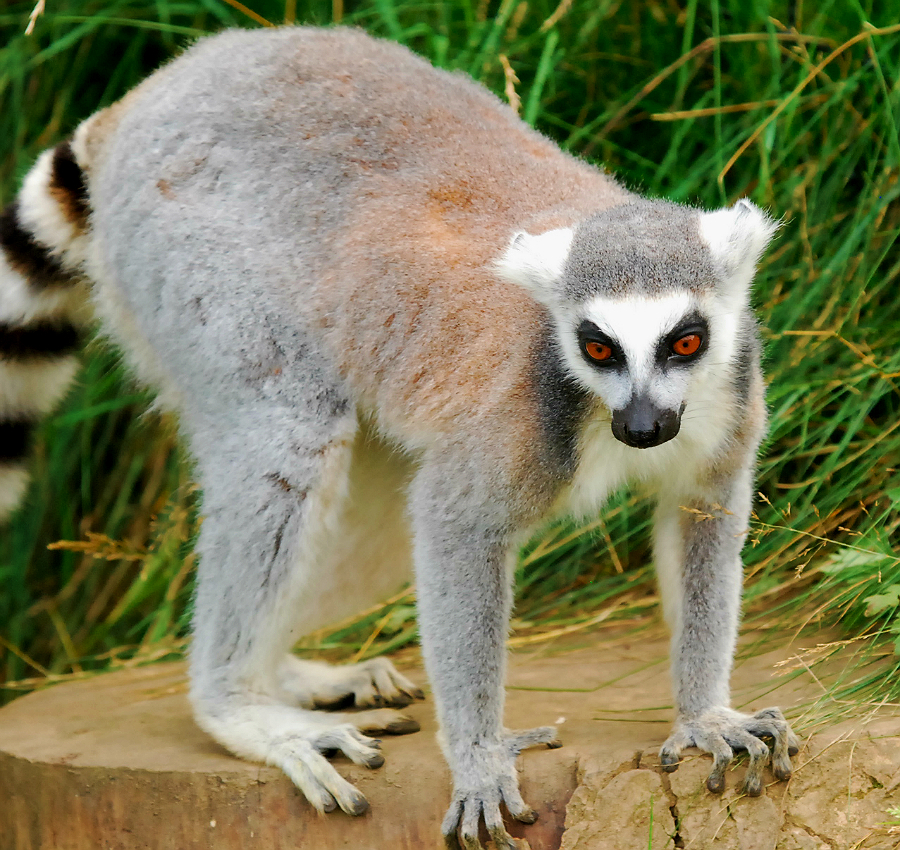 RING TAILED LEMUR