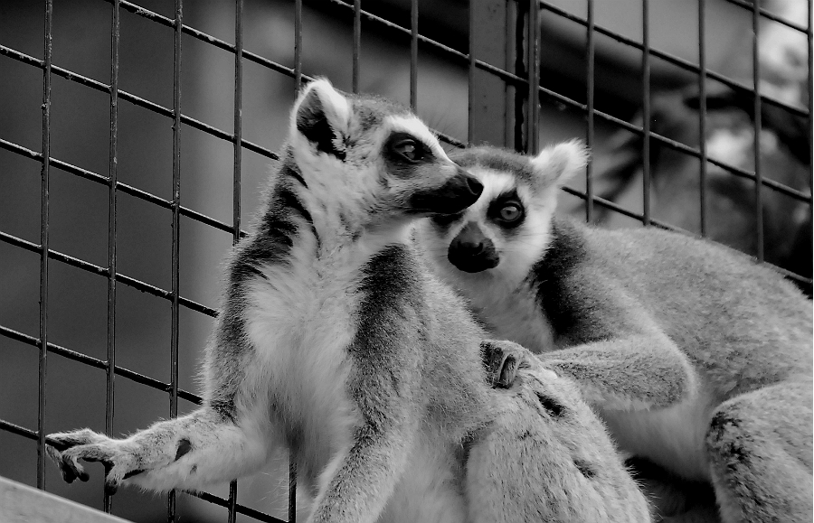 RING TAILED LEMUR