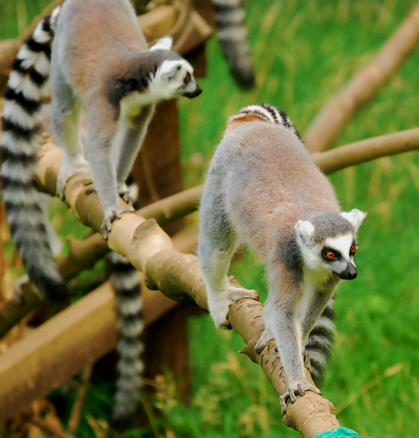 RING TAILED LEMUR