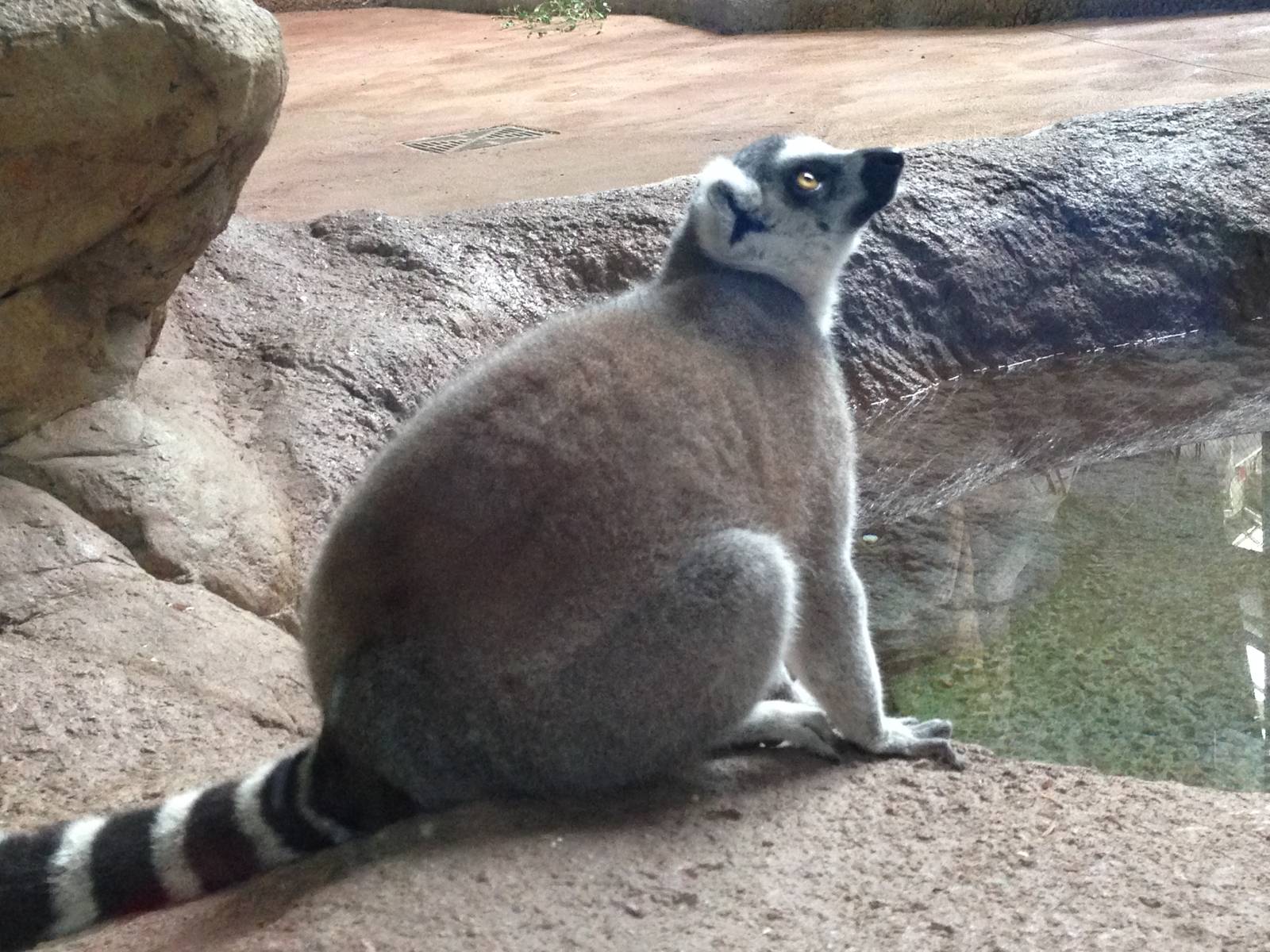 Ring Tailed Lemur