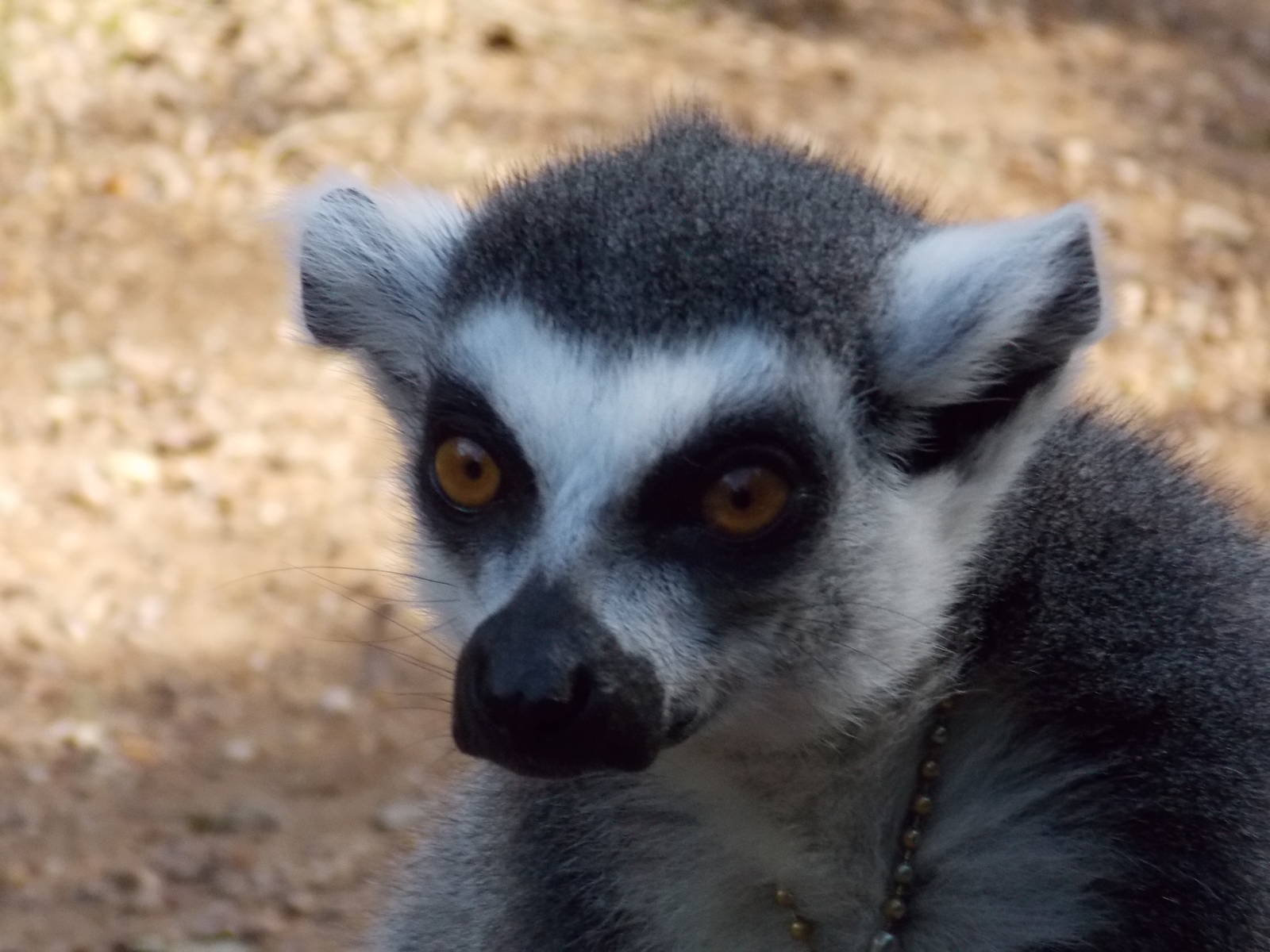 Ring Tailed Lemur