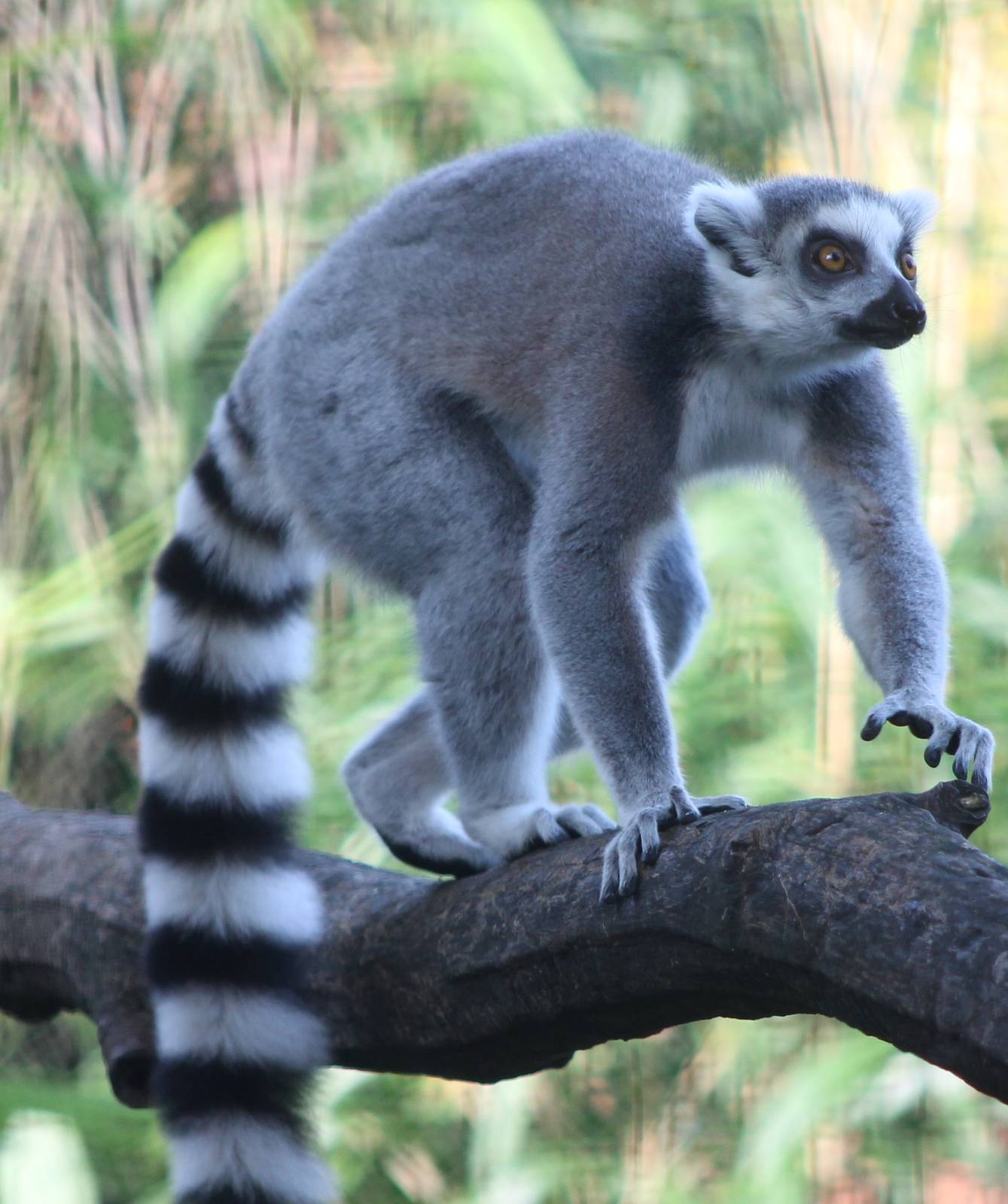 Ring-tailed lemur