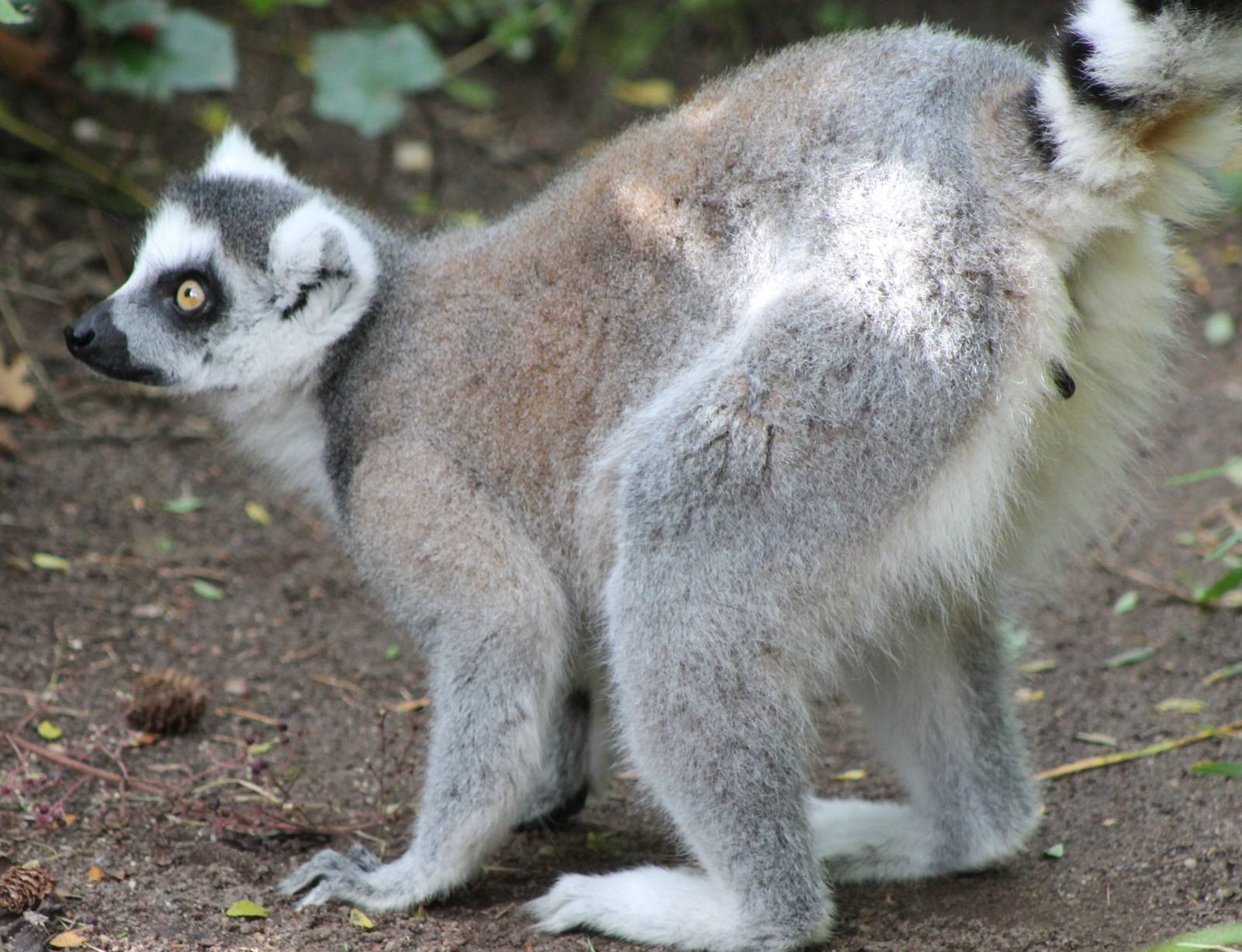 Ring-tailed lemur