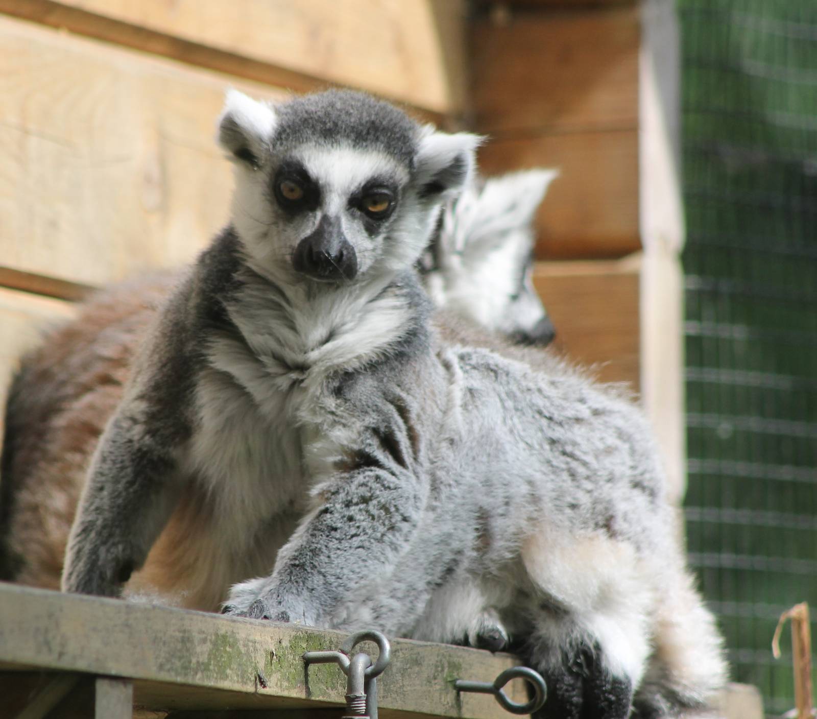 Ring-tailed lemur