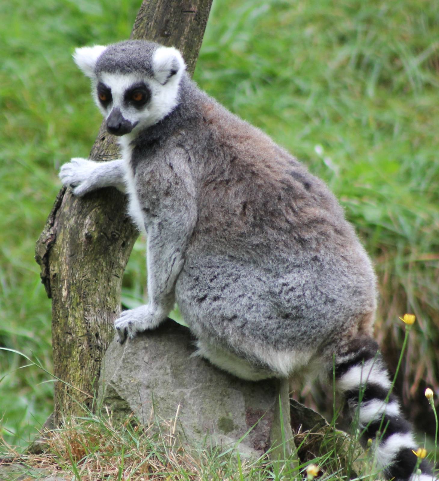 Ring-tailed lemur