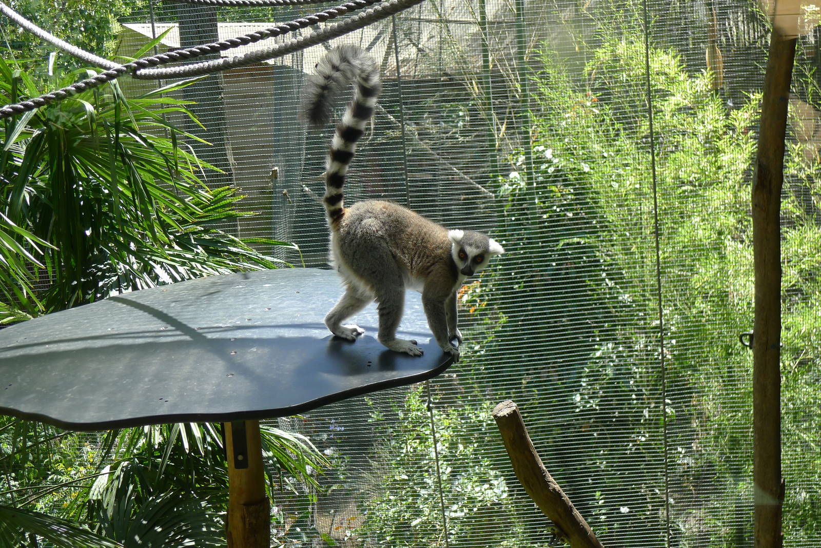 Ring tailed Lemur