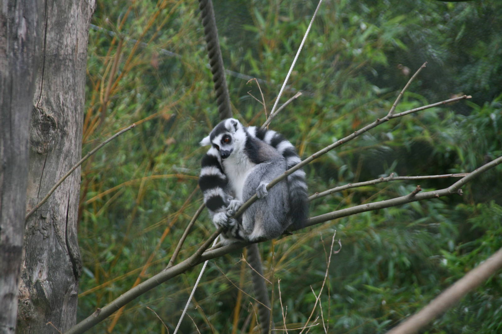 Ring-tailed lemur