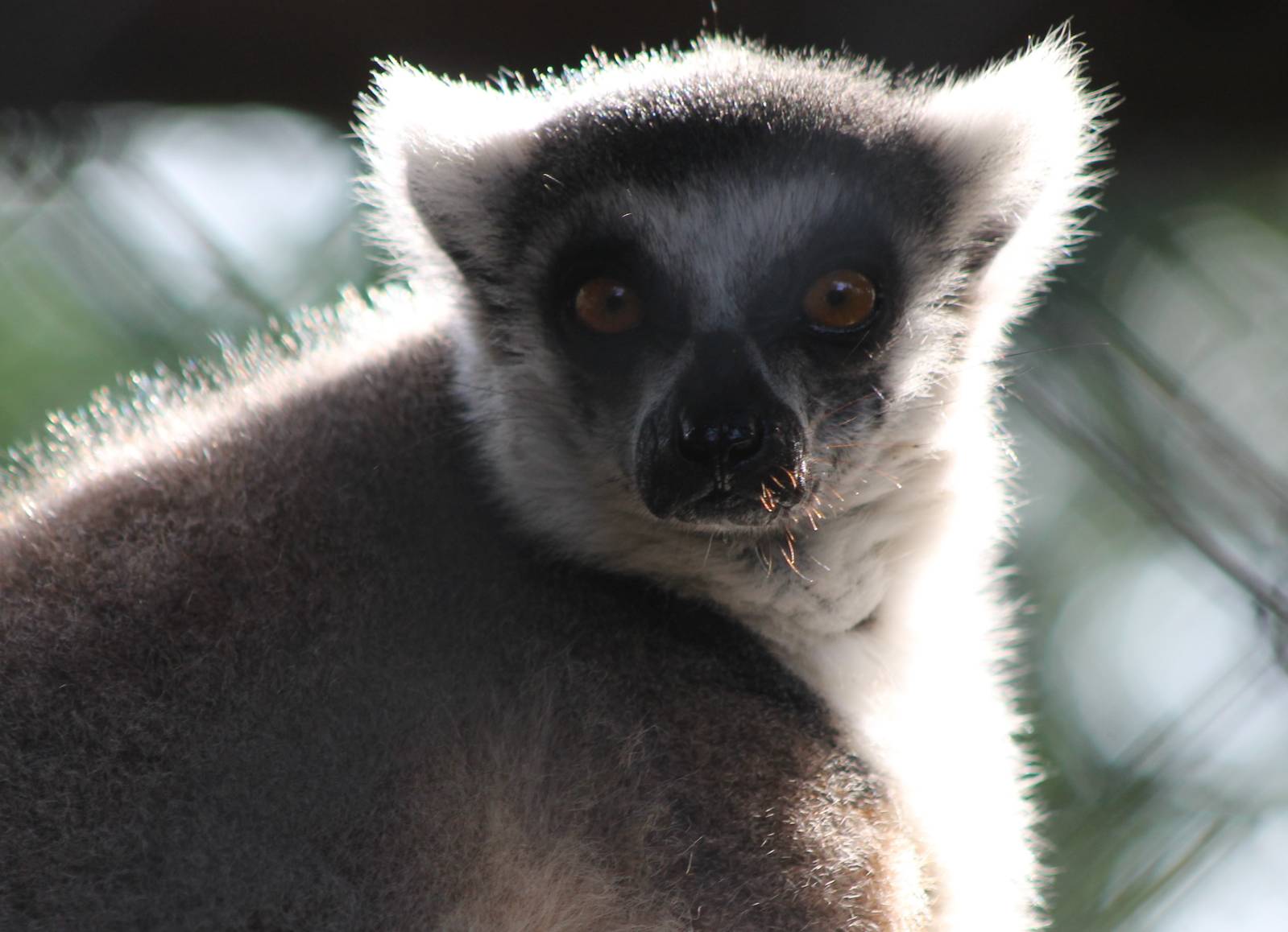 Ring-tailed lemur