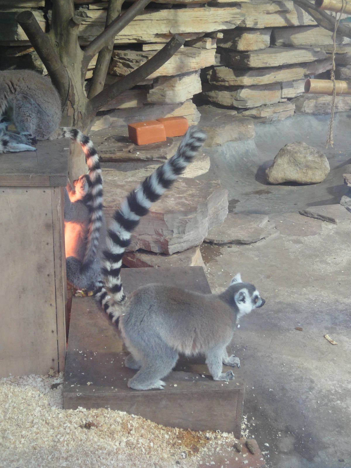 Ring Tailed Lemur