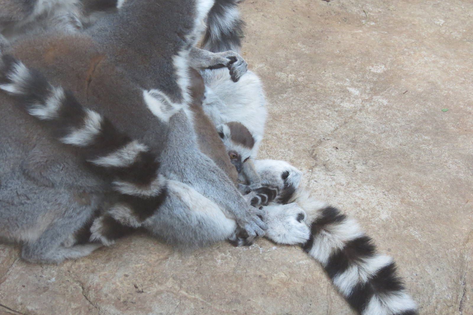 Ring-tailed Lemur
