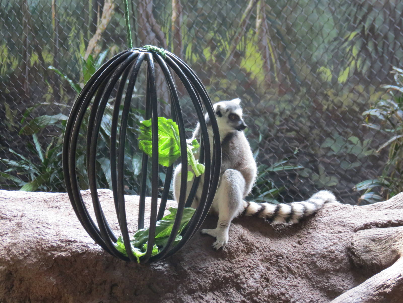 Ring-tailed Lemur