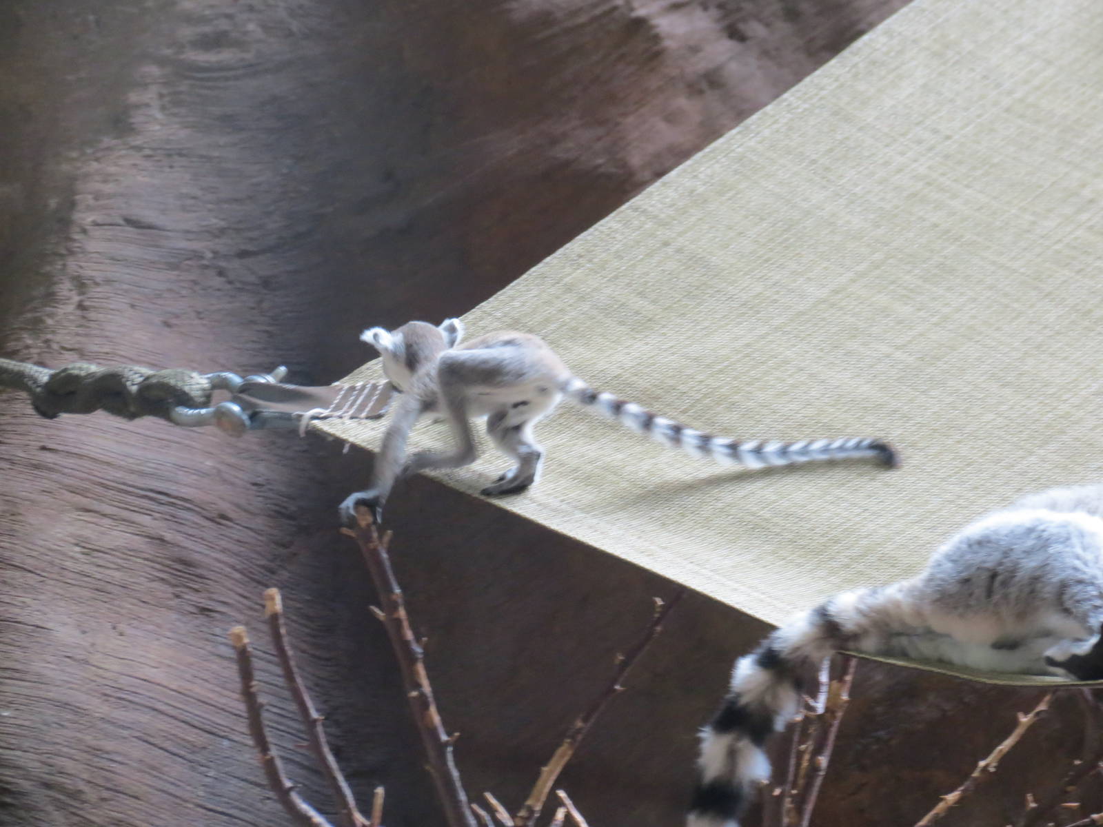 Ring-tailed Lemur