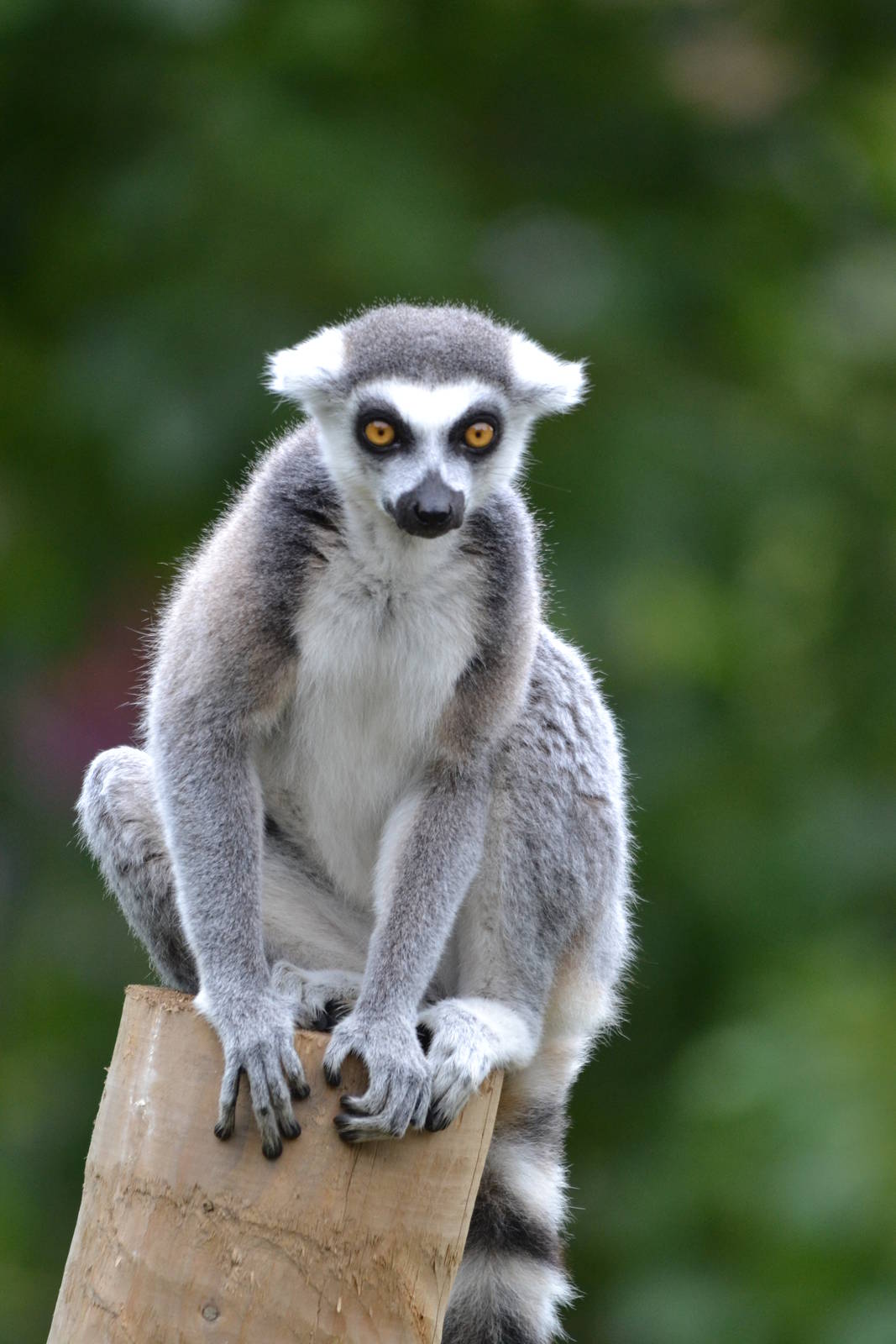 ring tailed lemur