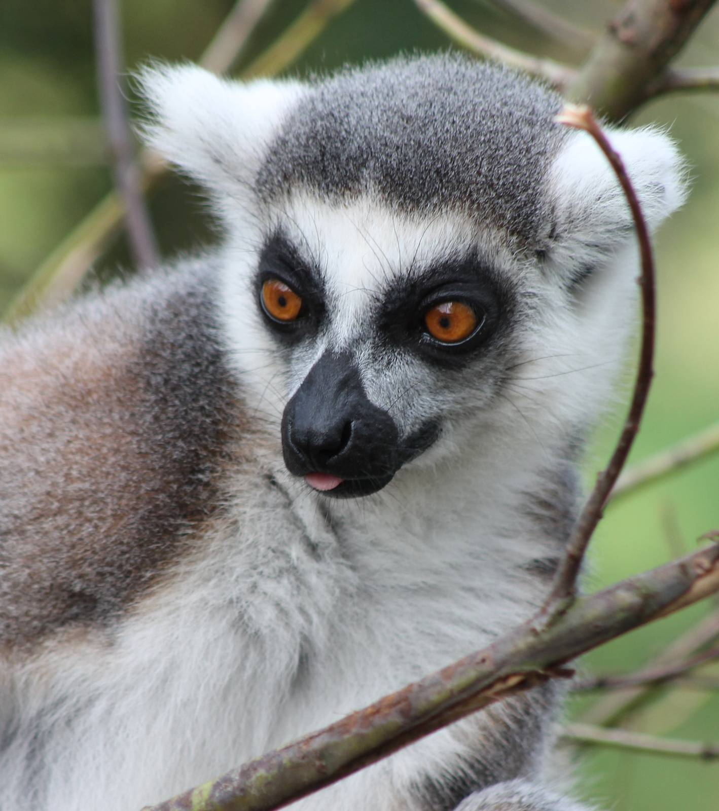 Ring-tailed lemur