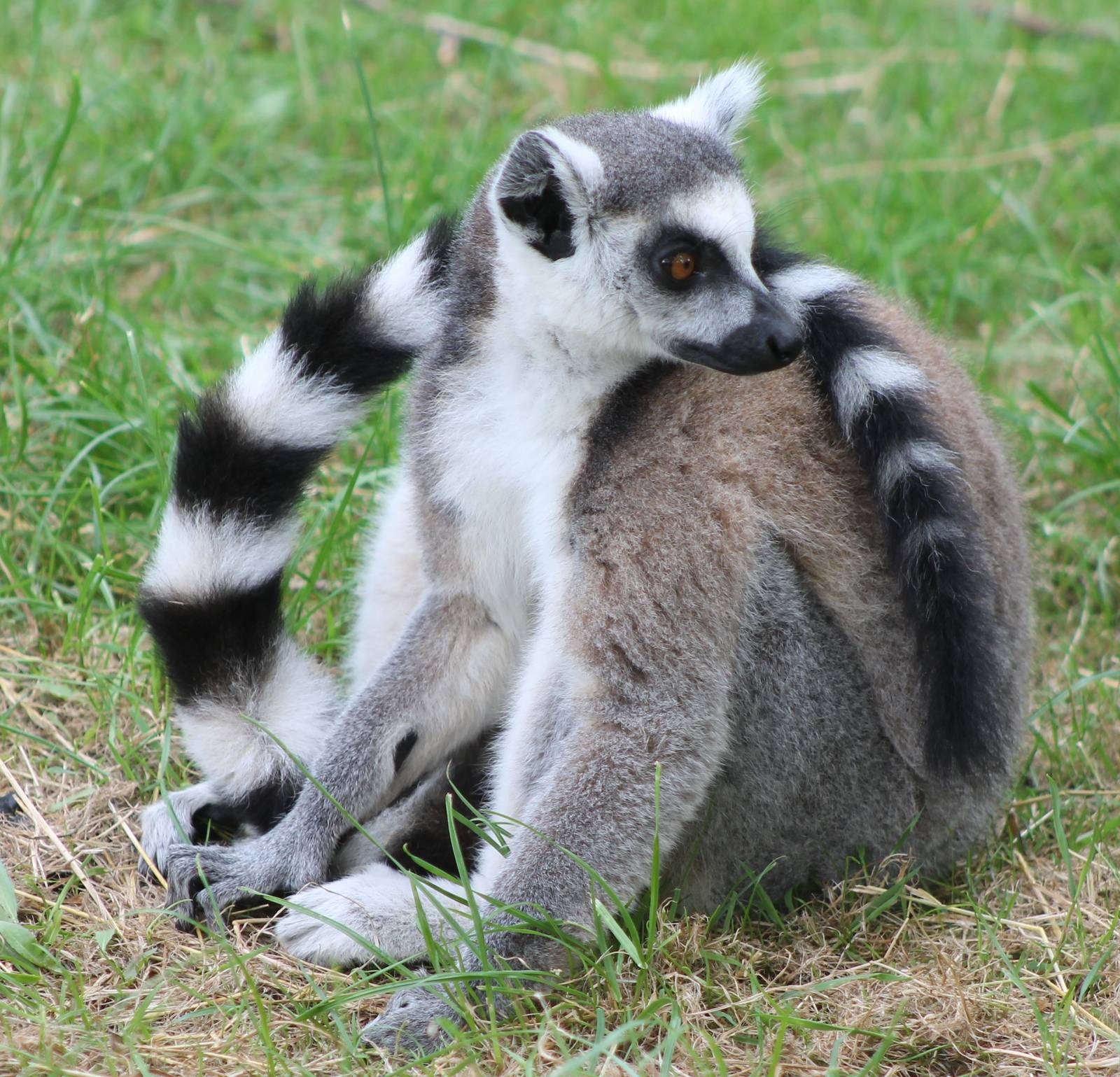 Ring-tailed lemur