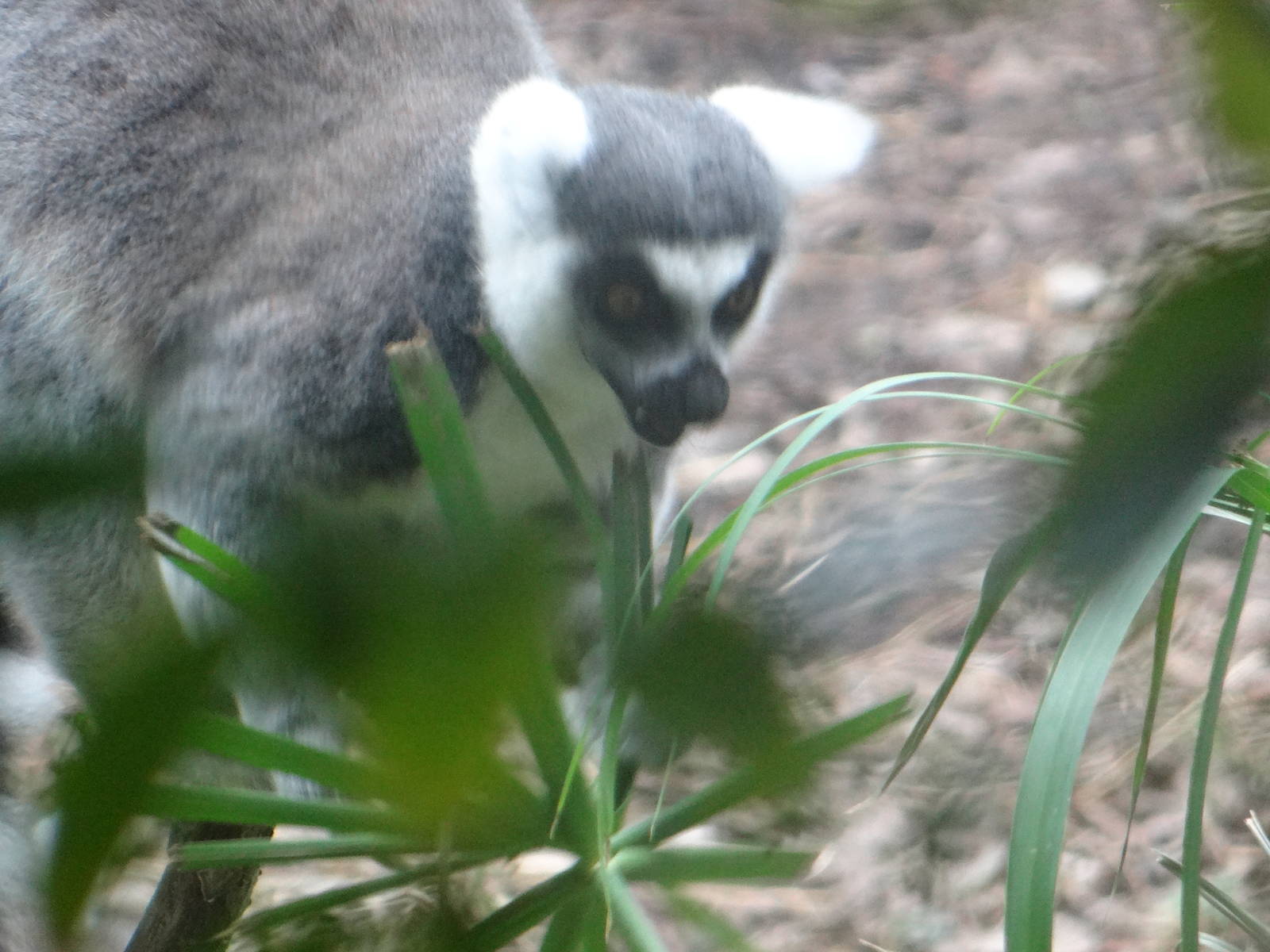 Ring-tailed lemur