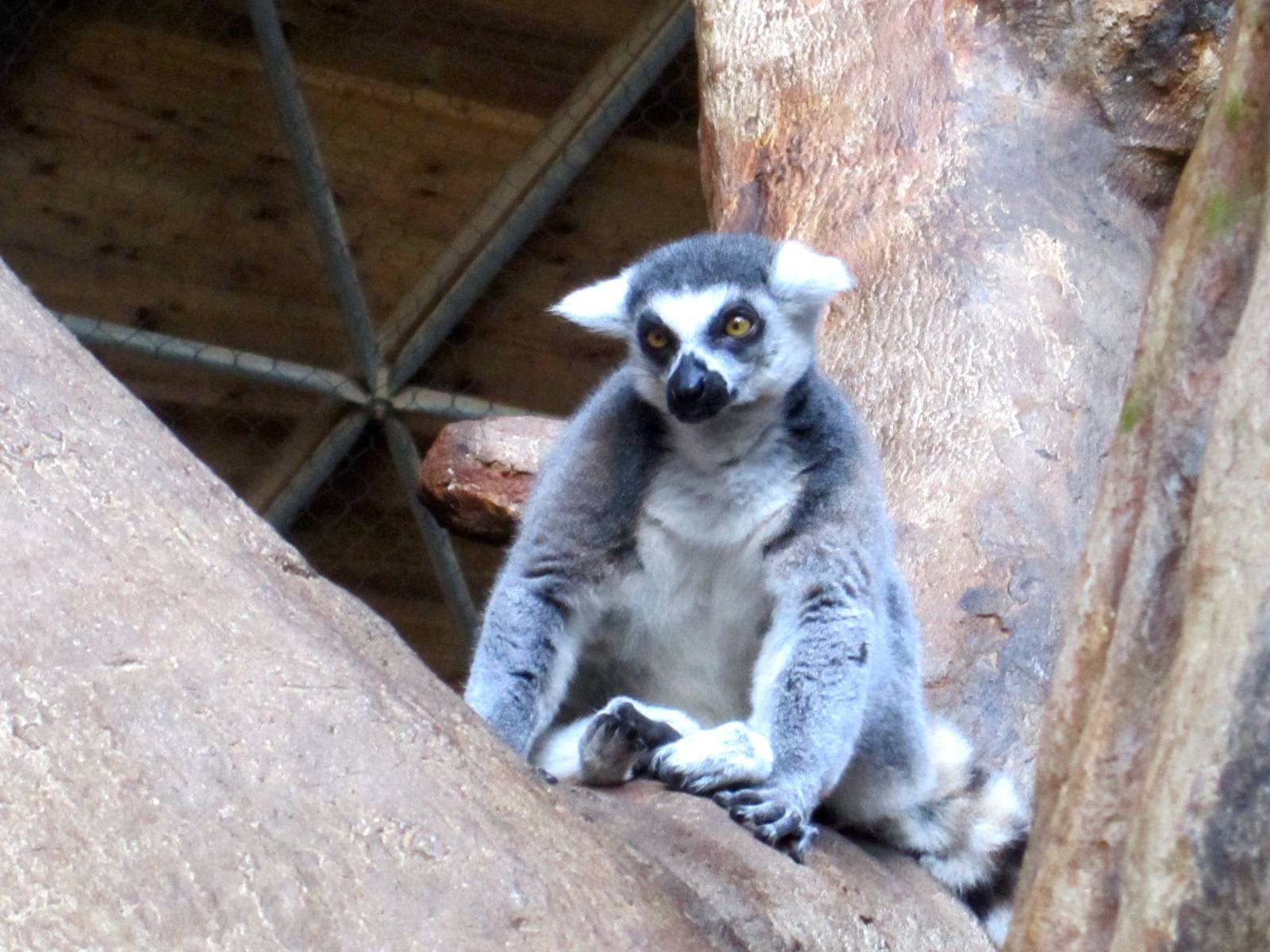 Ring Tailed Lemur