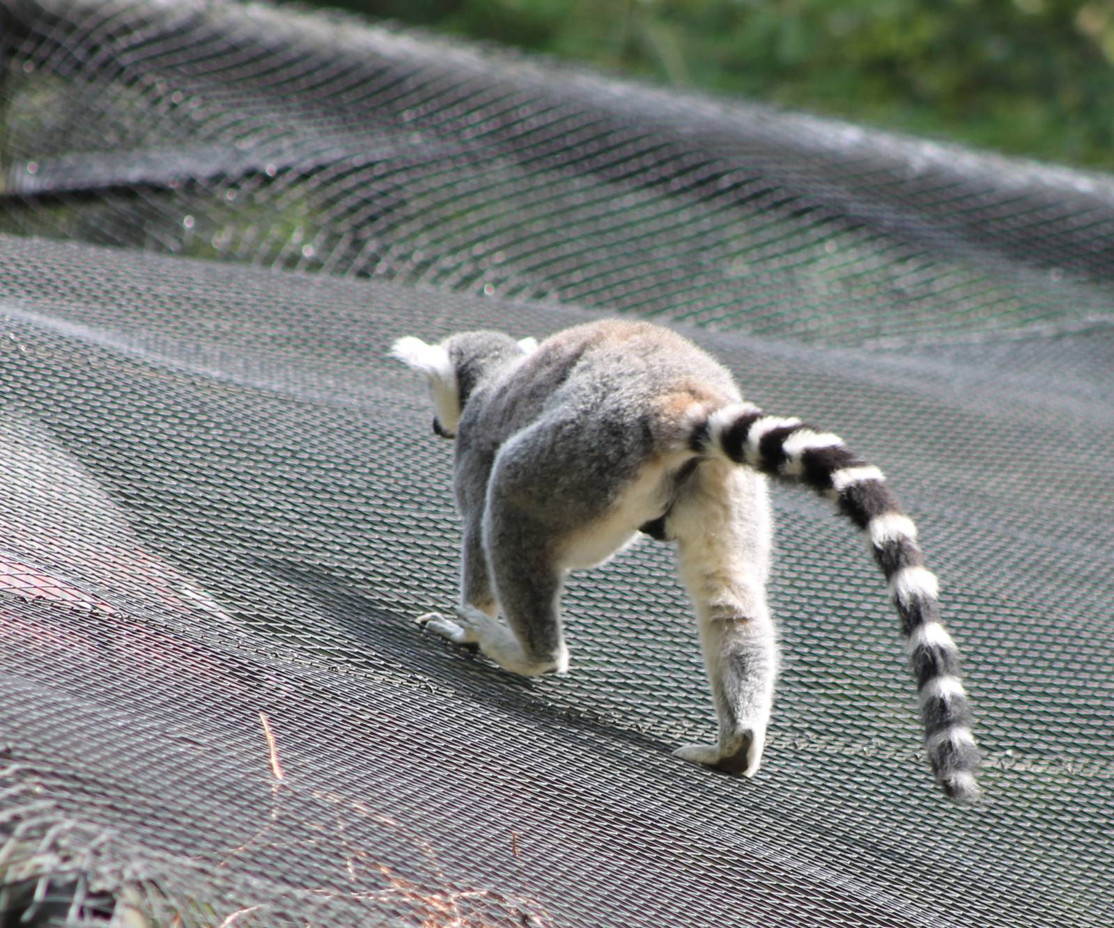 Ring-tailed lemur