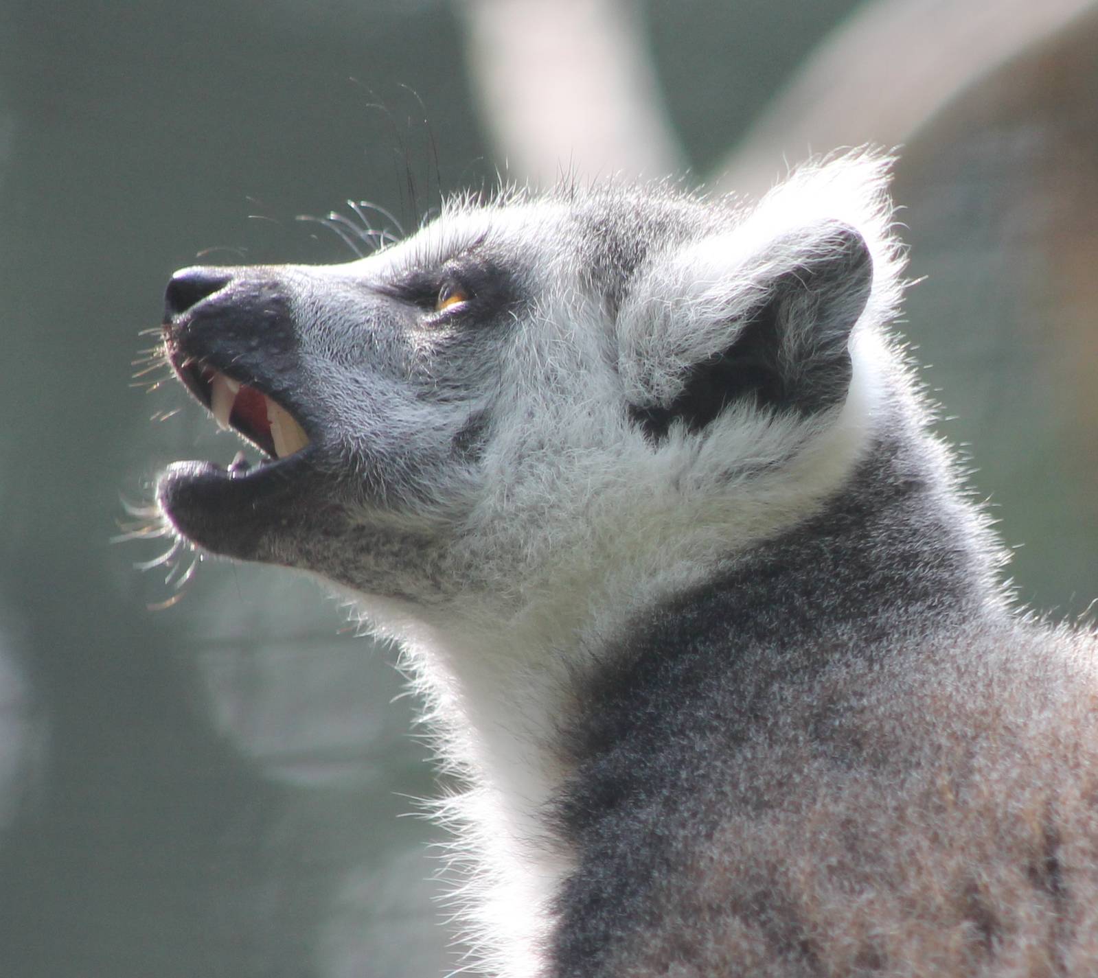 Ring-tailed lemur