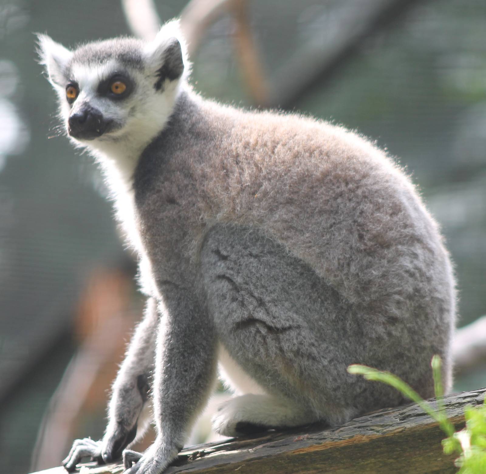 Ring-tailed lemur