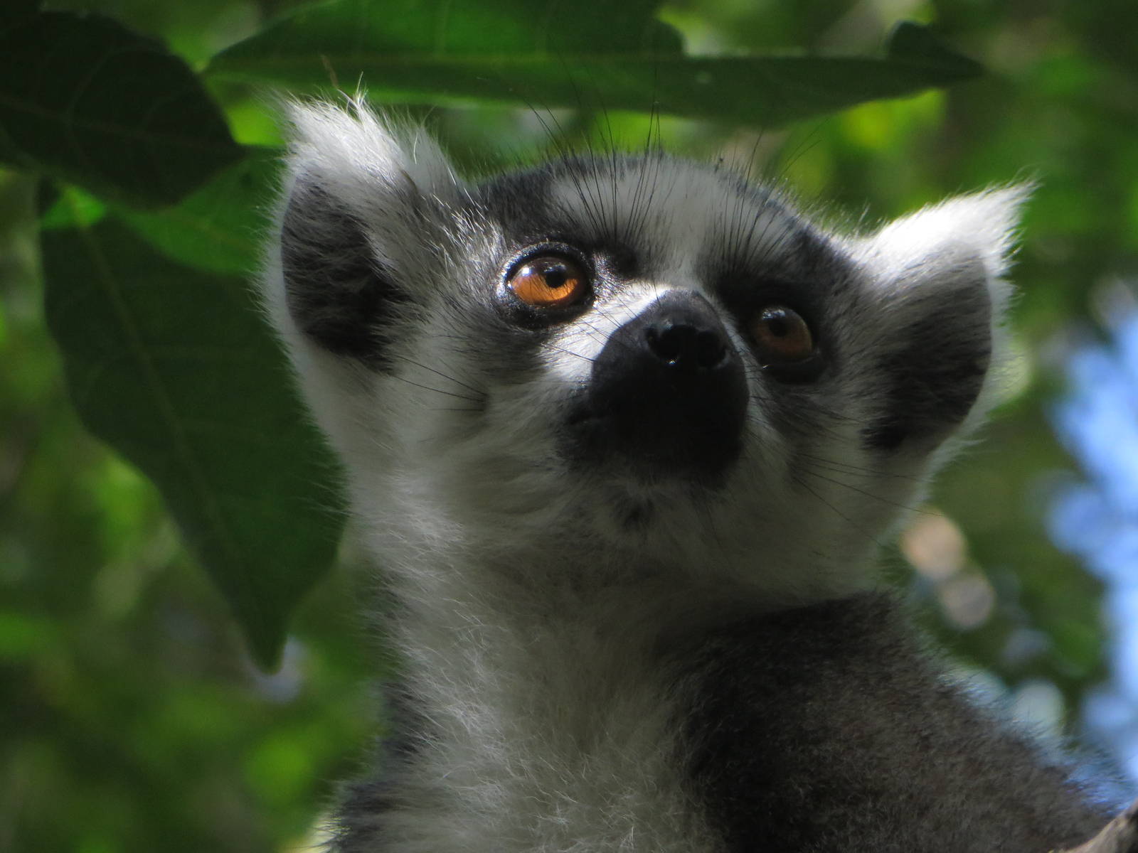 Ring-tailed lemur