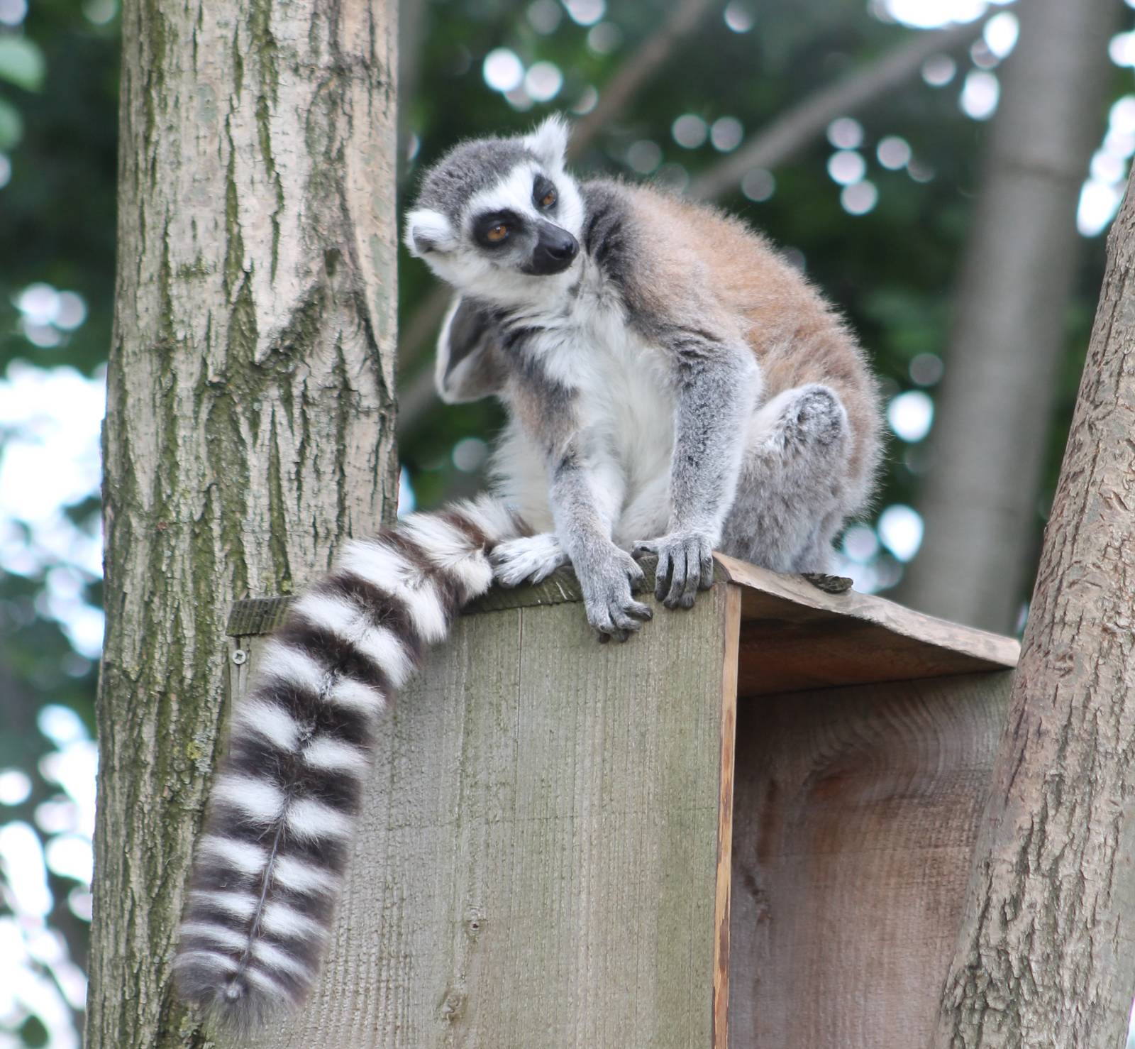 Ring-tailed lemur